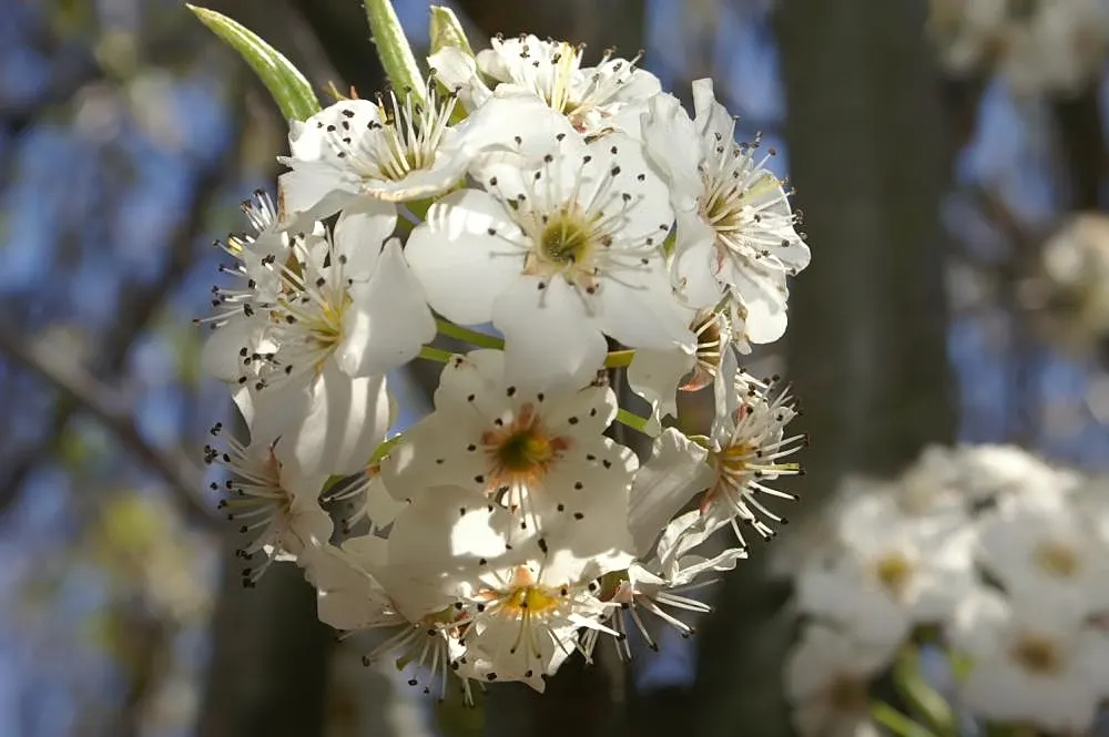 Callery Pear (Pyrus Calleryana) — though it prefers well-drained; this ornamental species grows up to 30-50 feet with a canopy spread of 20-35 feet