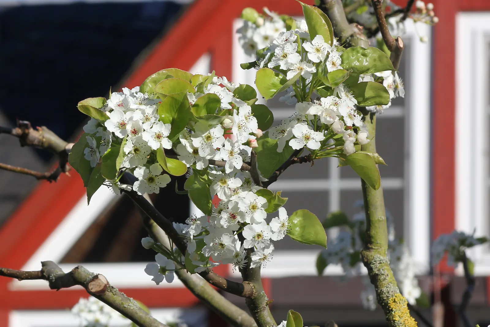 Callery Pear (Pyrus Calleryana) — commonly known as the Callery Pear; oval leaves and showy white flowers