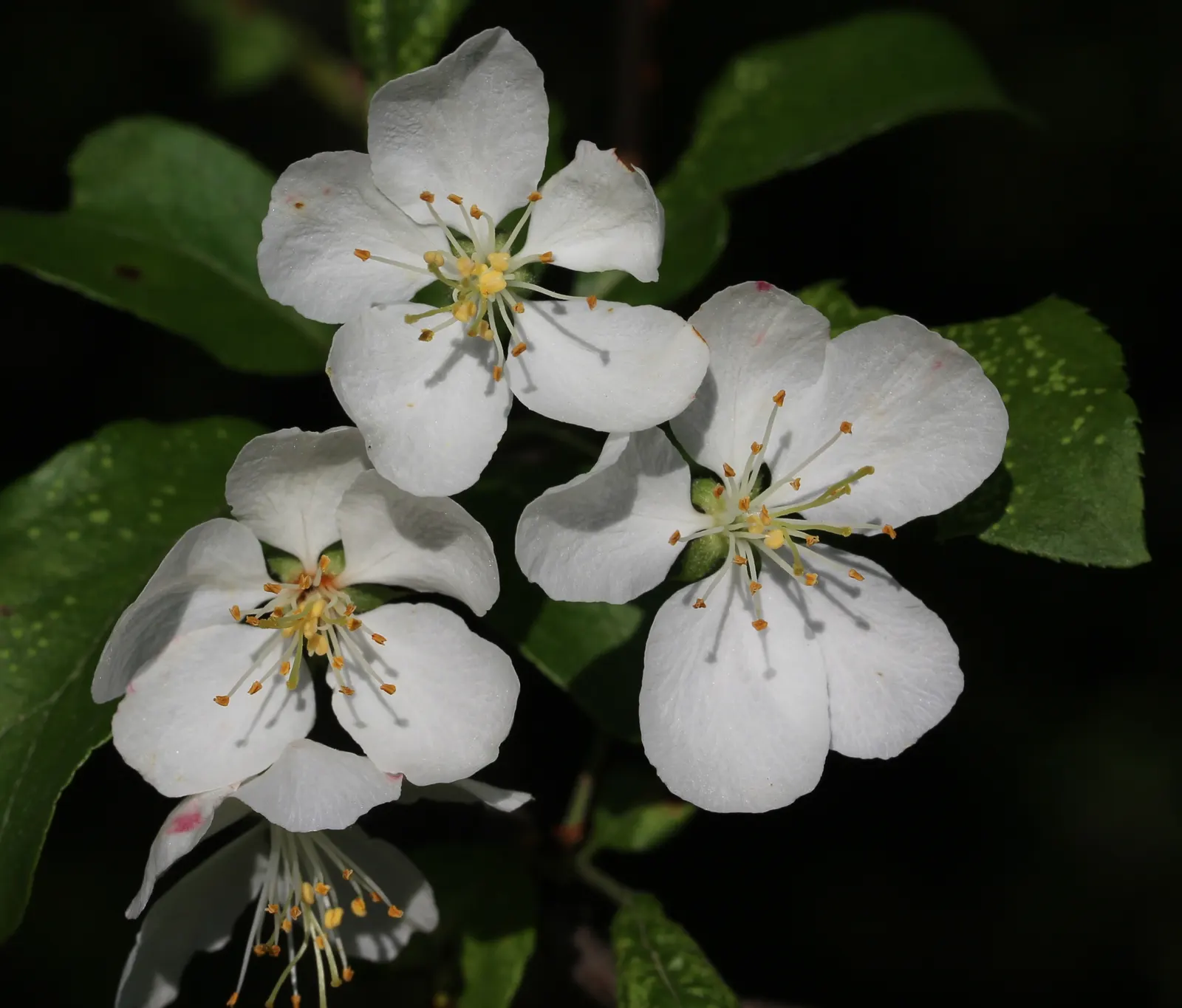 Callery Pear (Pyrus Calleryana) — and does not have significant ornamental value.<br><br>This hardy species is adaptable to various soil types; making it