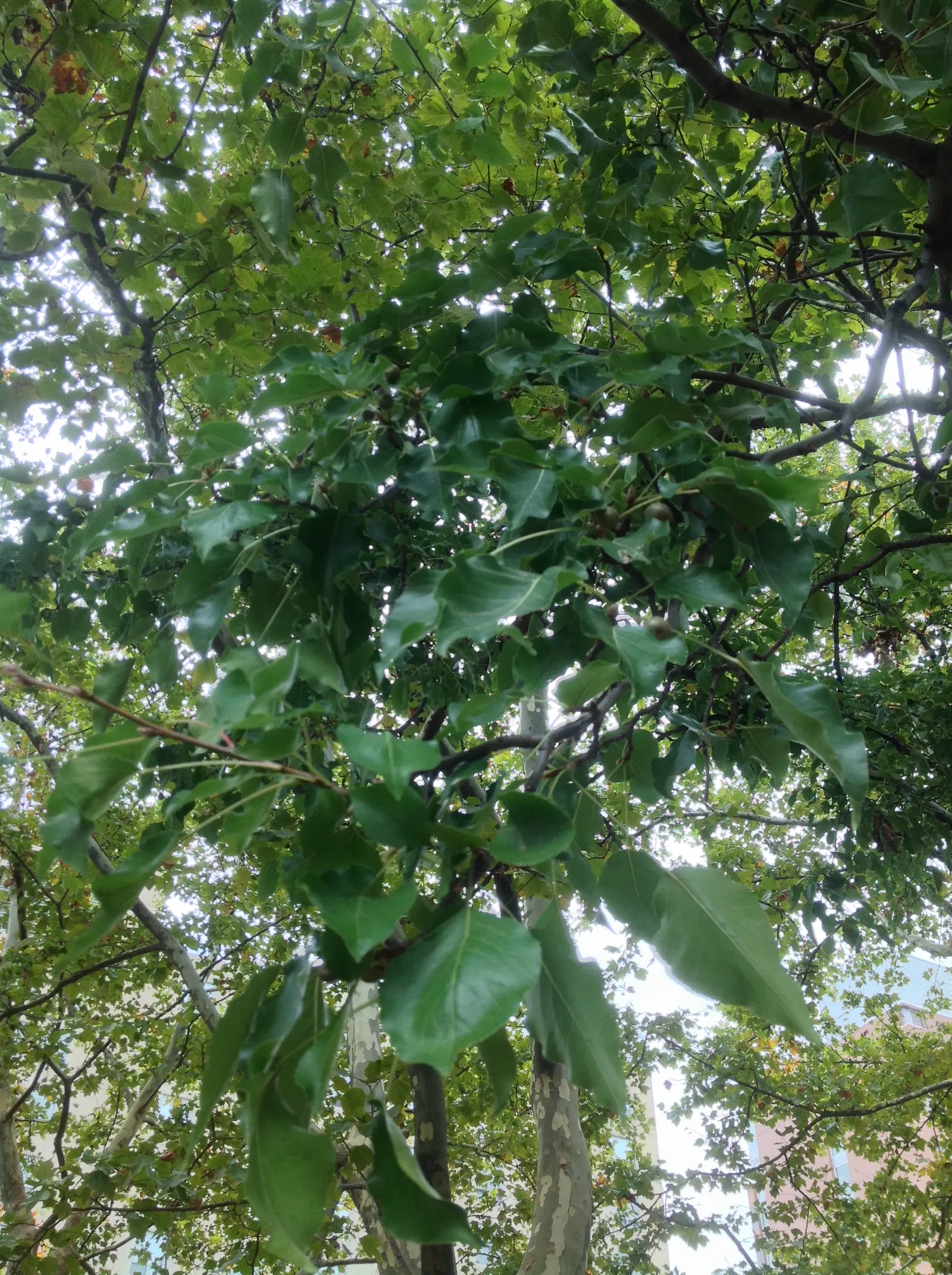Callery Pear (Pyrus Calleryana) — With a typical height of 30 to 40 feet and a spread of about 20 to 30 feet at maturity; however, it can be invasive with weak
