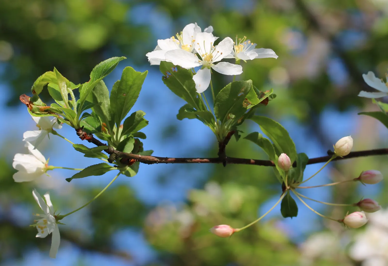 Callery Pear (Pyrus Calleryana) — adding about 1 to 2 feet per year.<br><br>The ovate leaves of the Callery Pear transition from a glossy; tree with white
