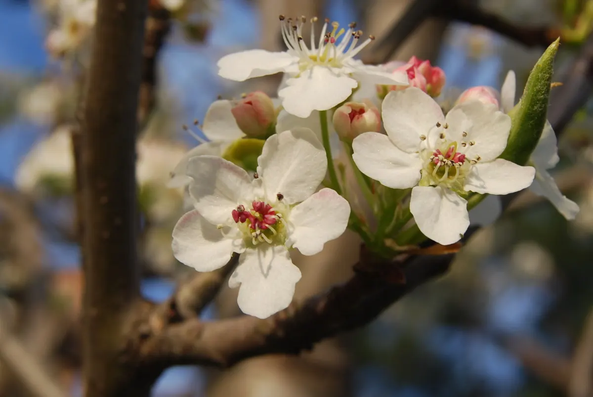 Callery Pear (Pyrus Calleryana) — less than half an inch in diameter; this tree is known for its fast growth rate