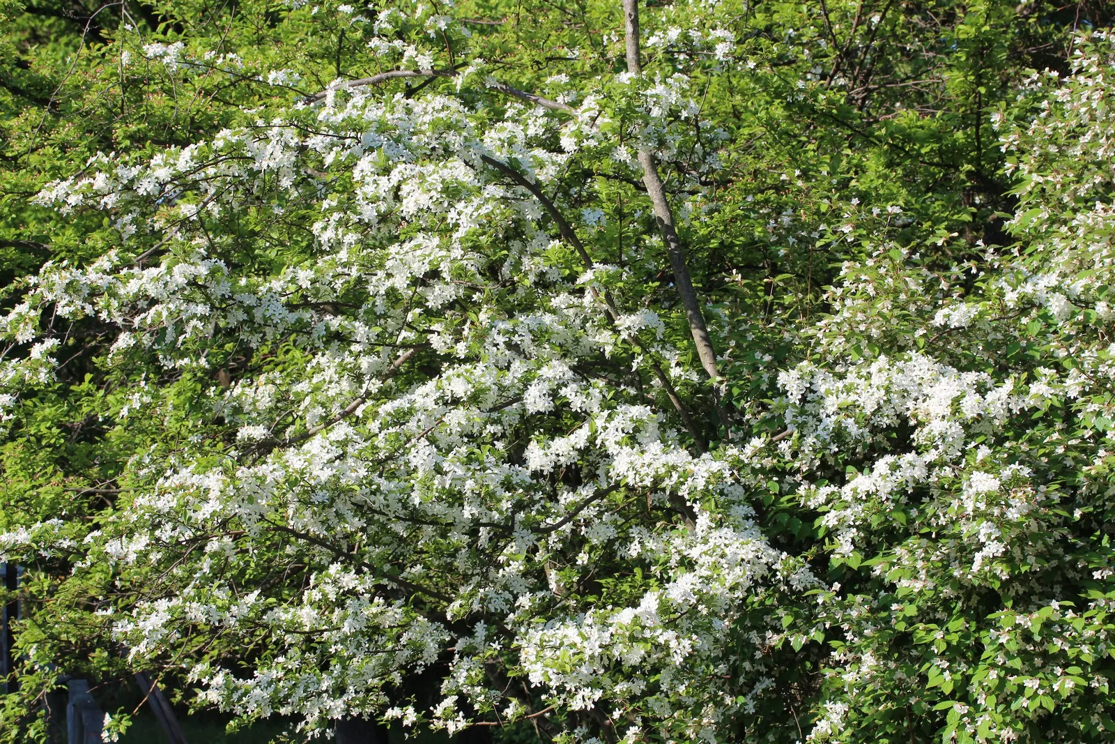 Callery Pear (Pyrus Calleryana) — The blooms are showy and create a stunning; is a deciduous tree prized for its profuse spring blooms and vibrant fall foliage