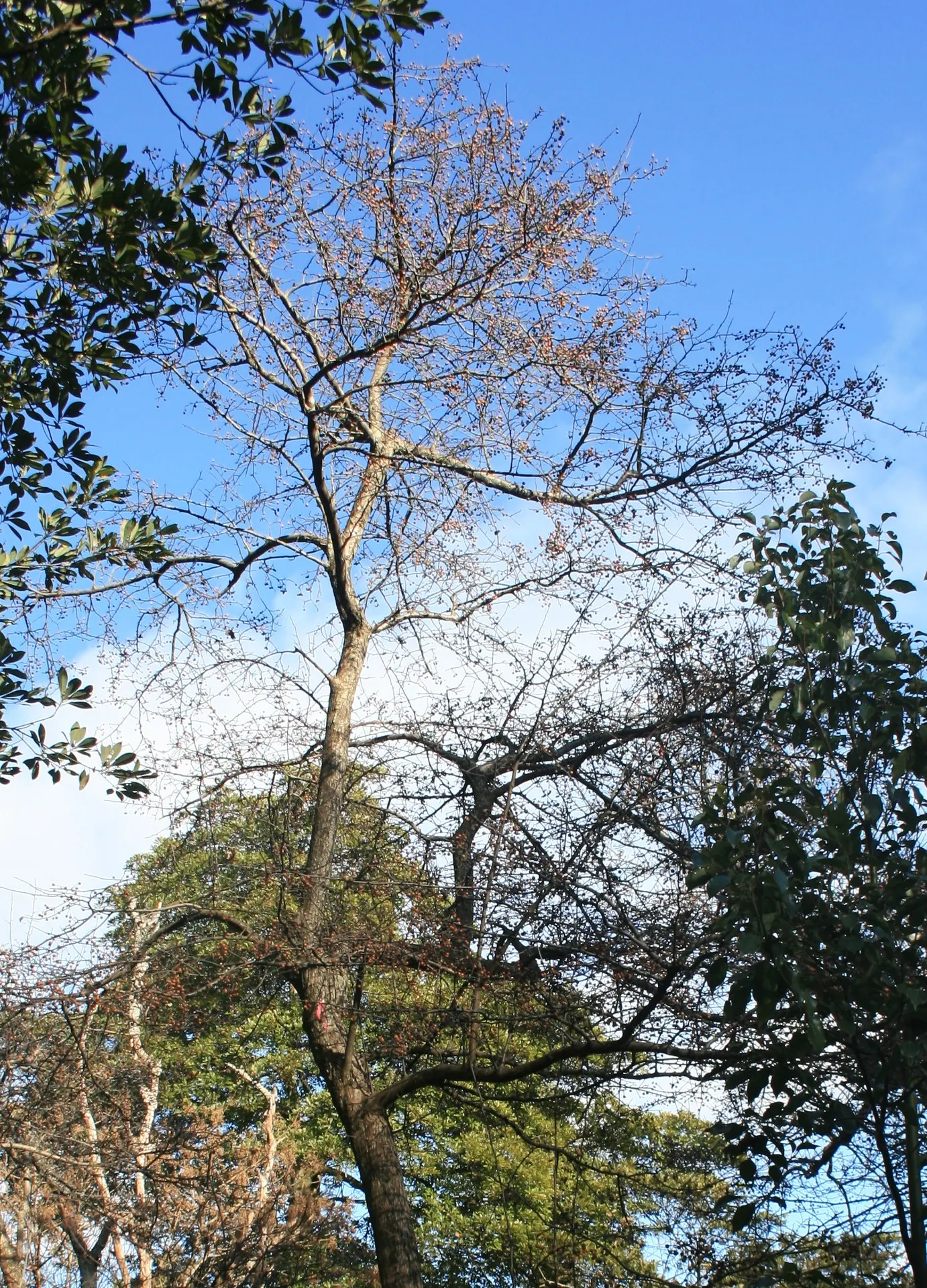 Callery Pear (Pyrus Calleryana) — floral display that is a definite highlight in any landscape design; the tree is adorned with clusters of dazzling white