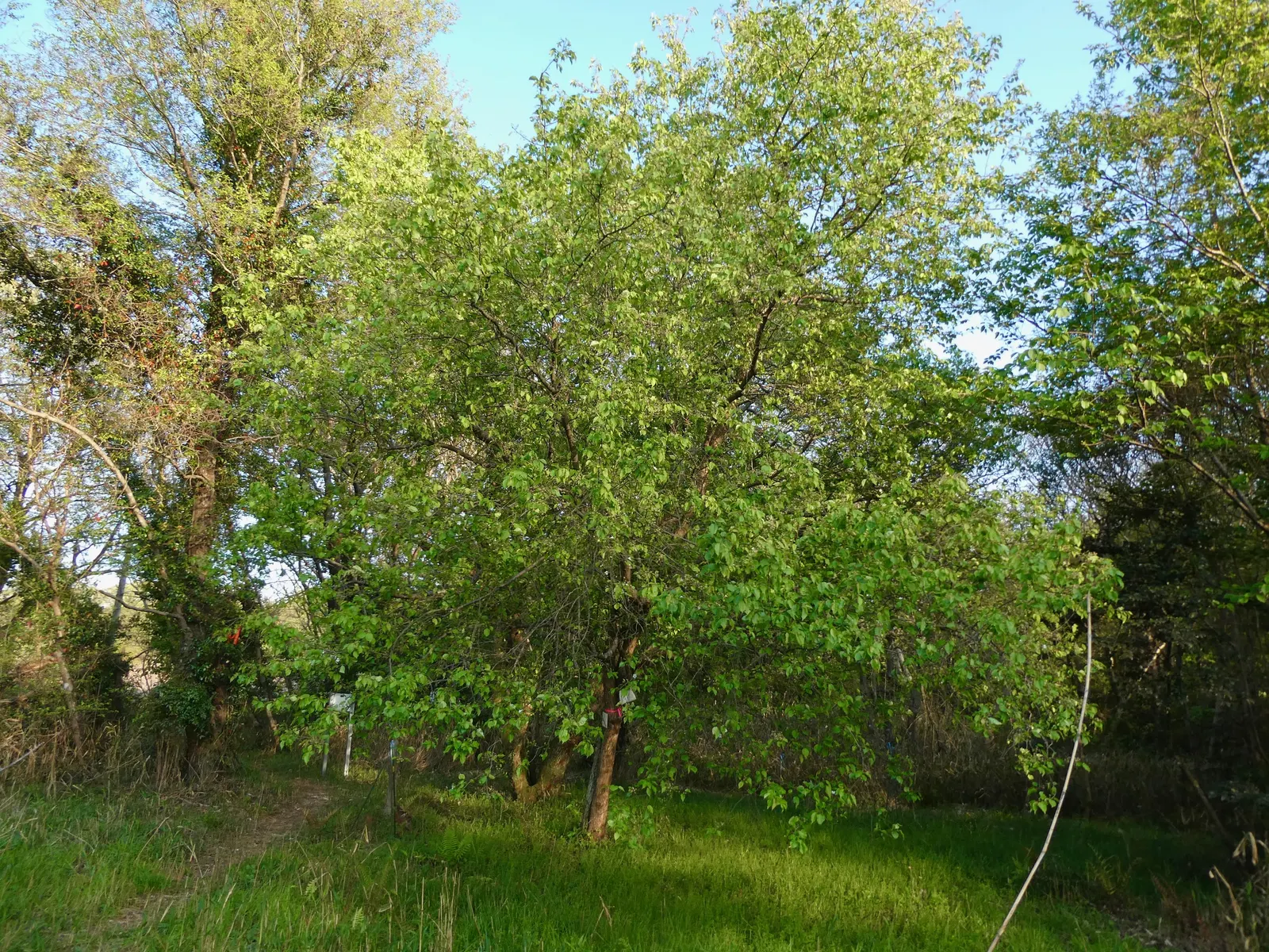 Callery Pear (Pyrus Calleryana) — It thrives in full sun to partial shade and is tolerant of urban conditions; each about 0.75 to 1 inch in diameter