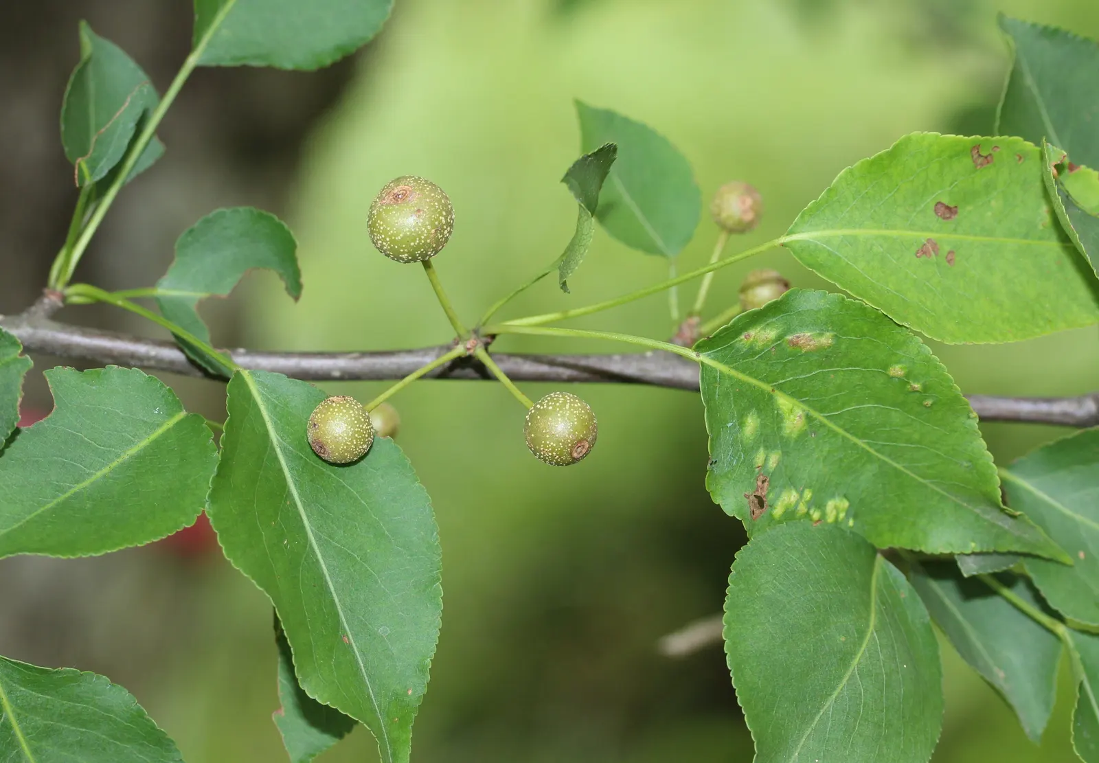 Callery Pear (Pyrus Calleryana) — Bear in mind that some cultivars have become invasive in certain regions; tree for full