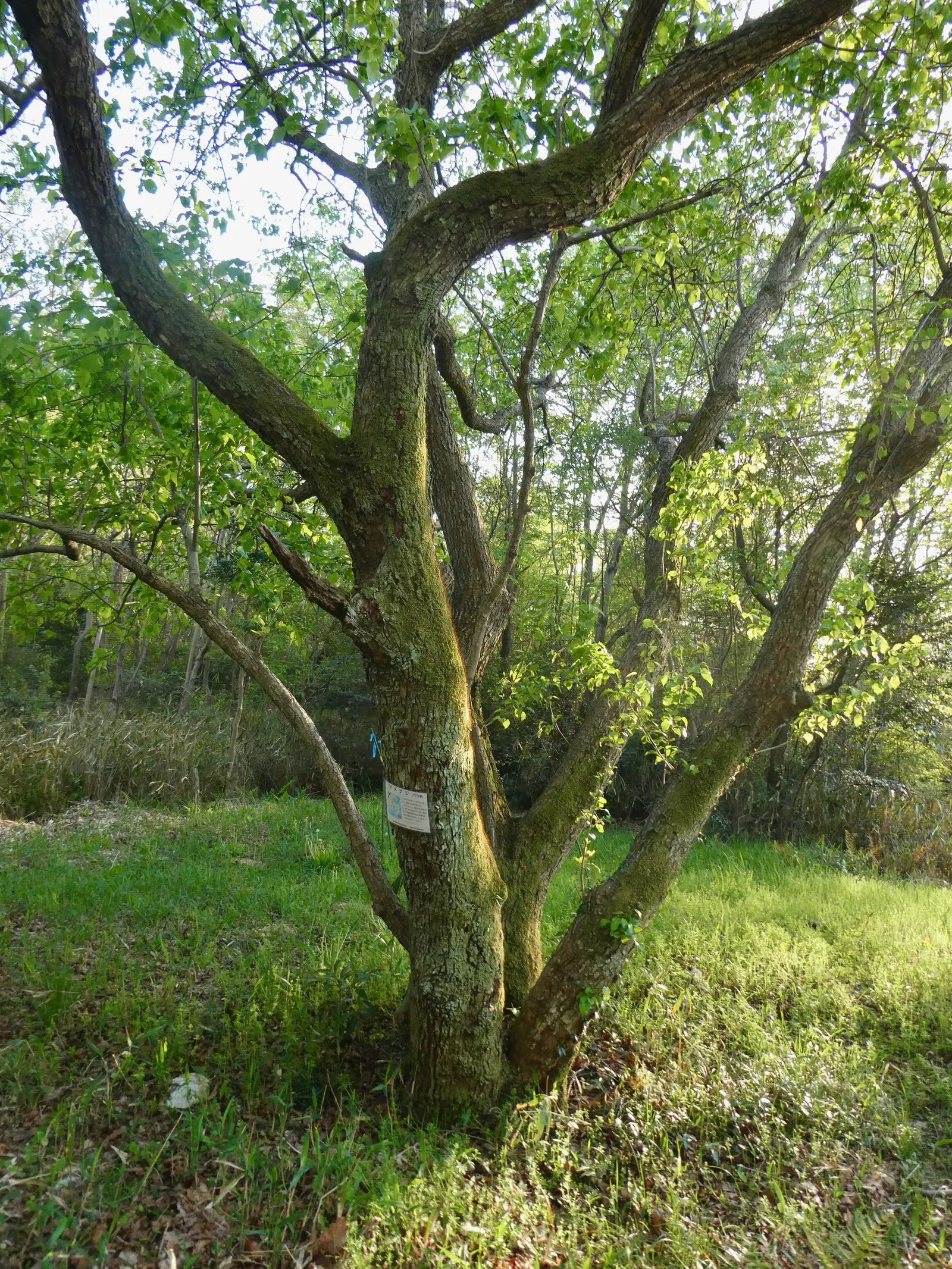 Callery Pear (Pyrus Calleryana) — leathery green in the summer to a vibrant array of reds; this tree prefers full sun and adapts well to various soil types