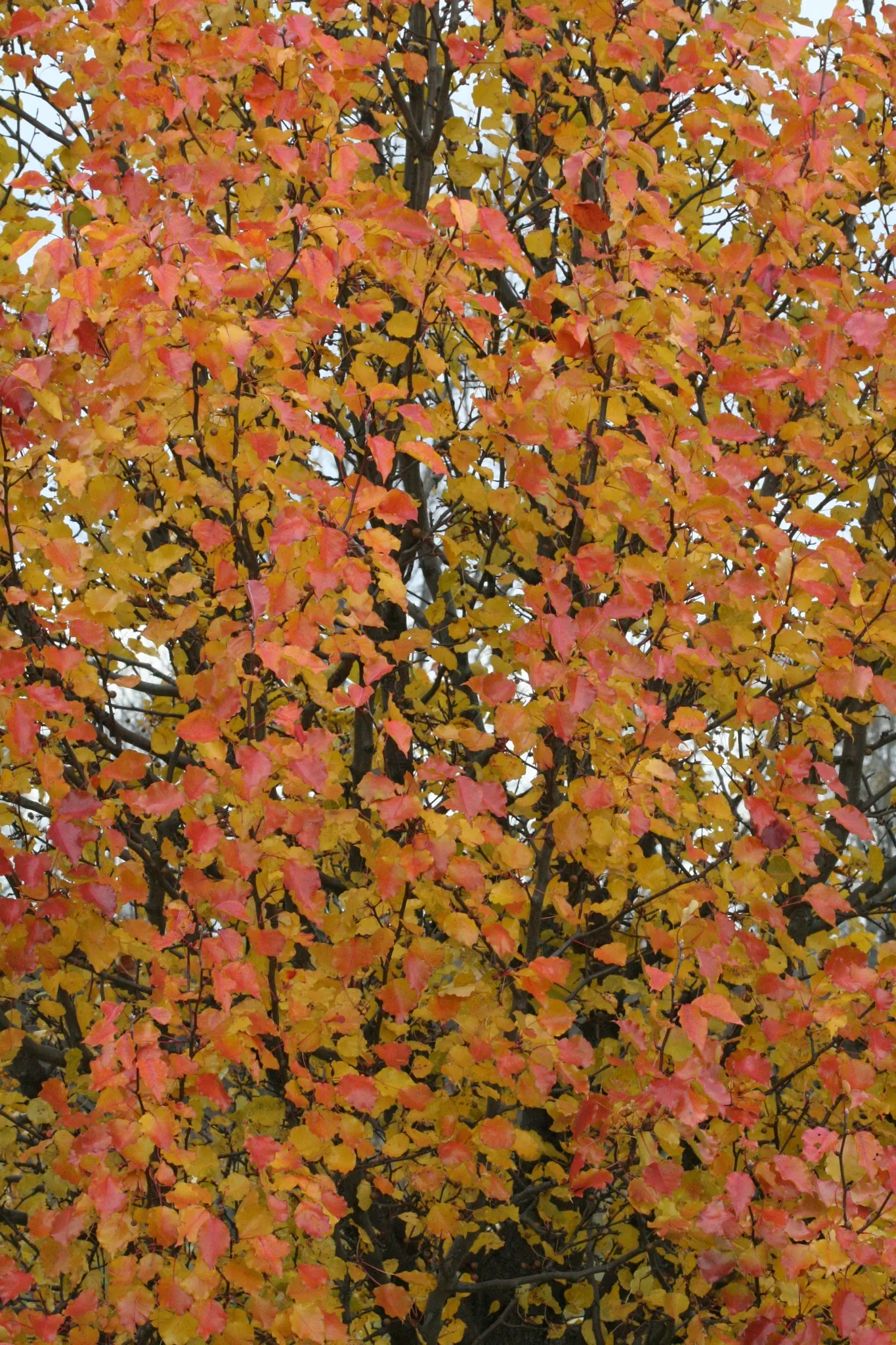 Callery Pear (Pyrus Calleryana) — However, it can be invasive with weak wood prone to breakage; with a typical height of 30 to 40 feet and a spread of about 20