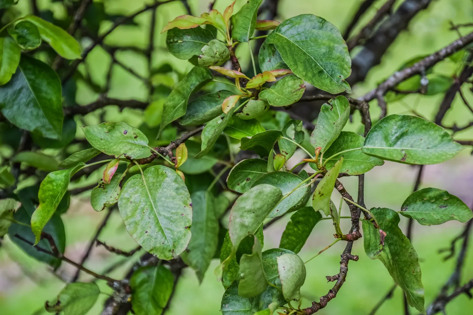 Callery Pear (Pyrus Calleryana) — making it suitable for street plantings and urban gardens; and does not have significant ornamental value.<br><br>This hardy