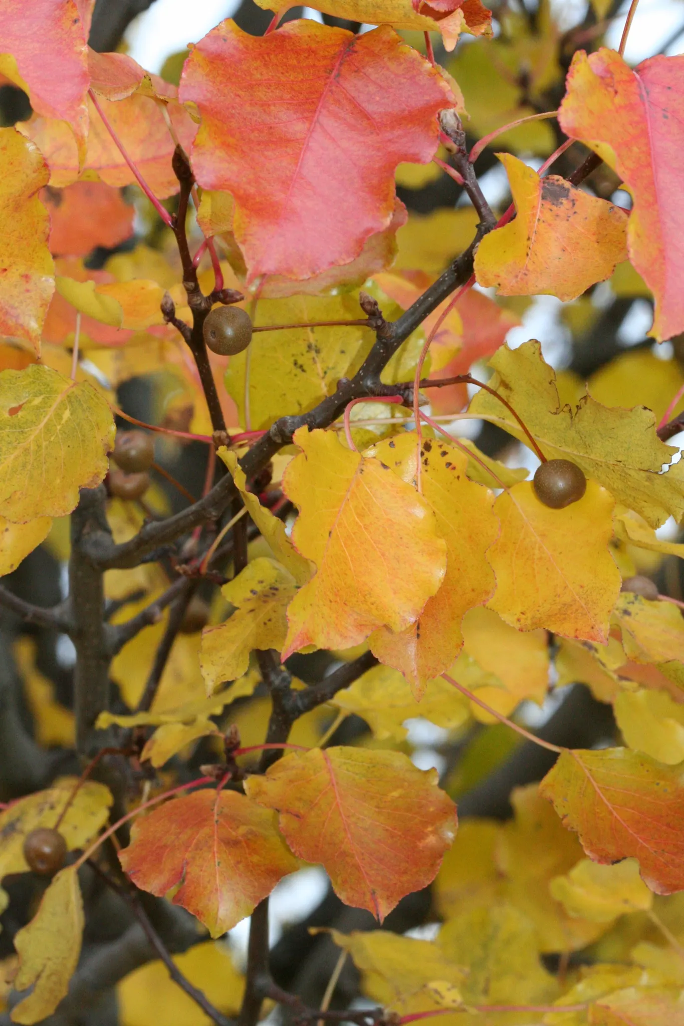 Callery Pear (Pyrus Calleryana) — oval leaves and showy white flowers; commonly known as the Callery Pear