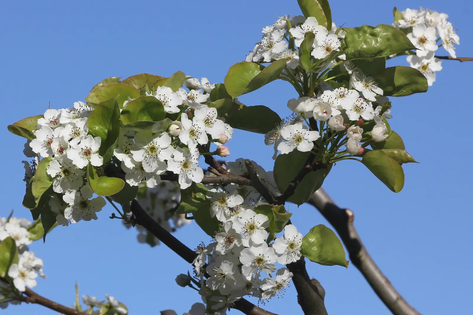 Callery Pear (Pyrus Calleryana) — tree for full