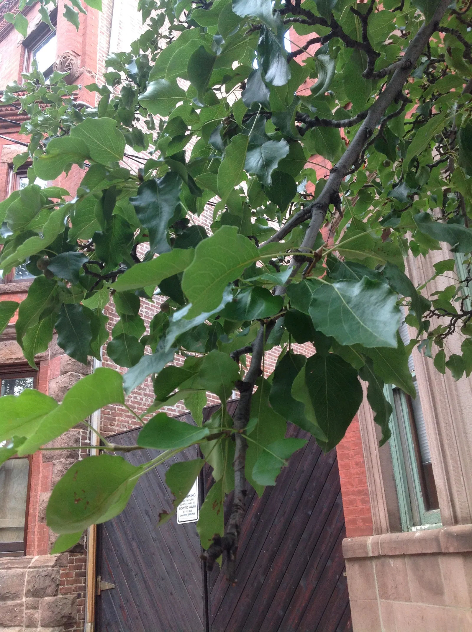 Callery Pear (Pyrus Calleryana) — each about 0.75 to 1 inch in diameter; it thrives in full sun to partial shade and is tolerant of urban conditions