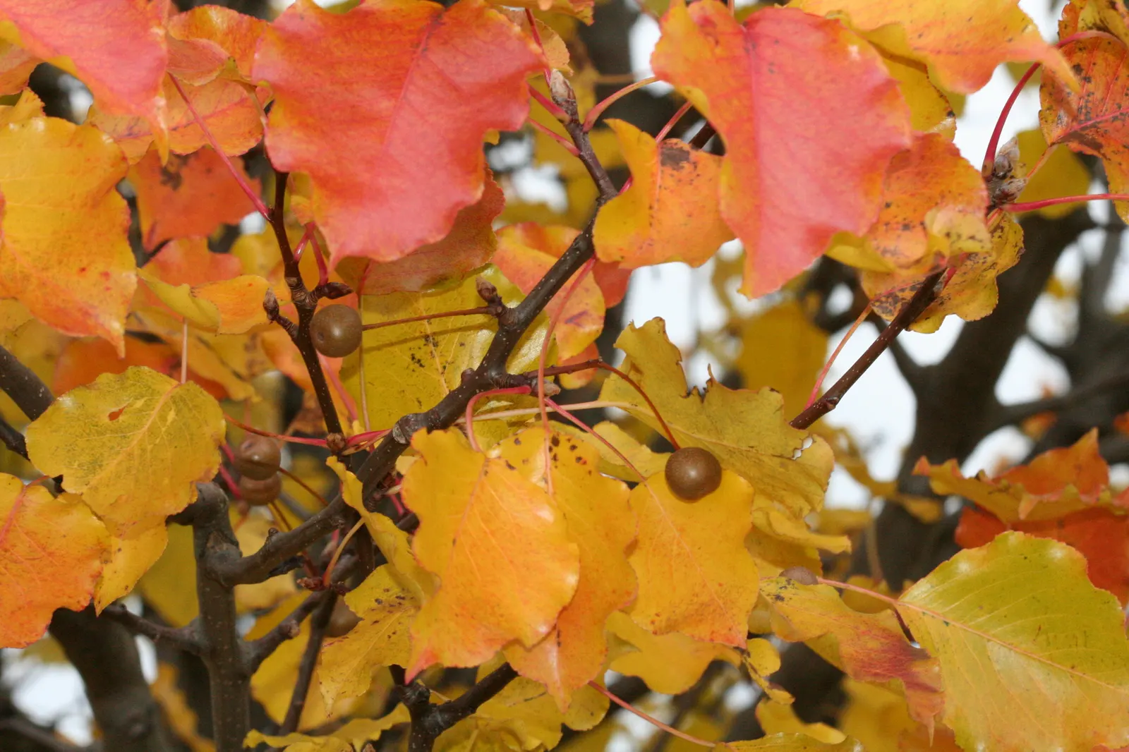 Callery Pear (Pyrus Calleryana) — This tree prefers full sun and adapts well to various soil types; leathery green in the summer to a vibrant array of reds