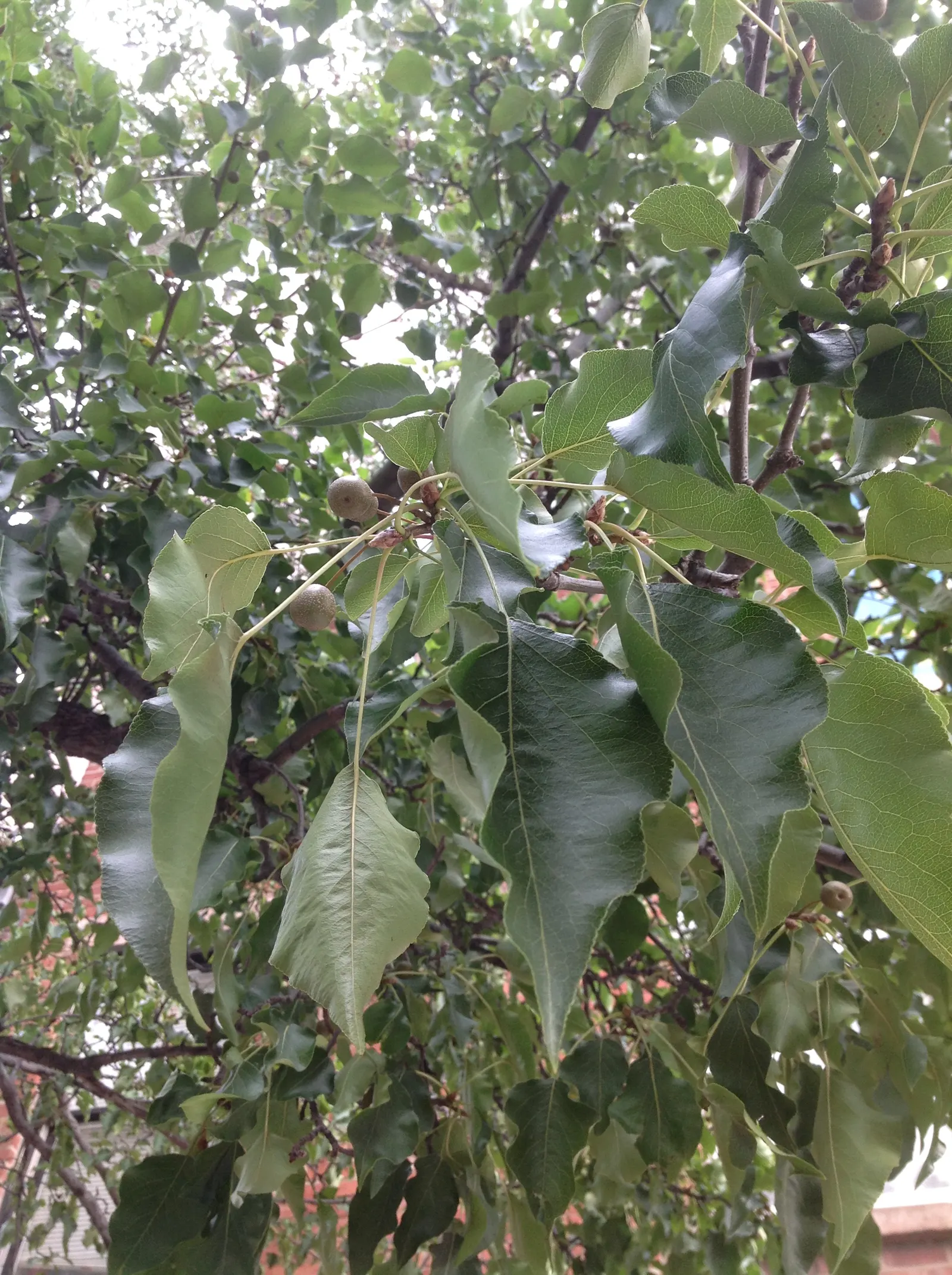Callery Pear (Pyrus Calleryana) — This ornamental species grows up to 30-50 feet with a canopy spread of 20-35 feet; though it prefers well-drained