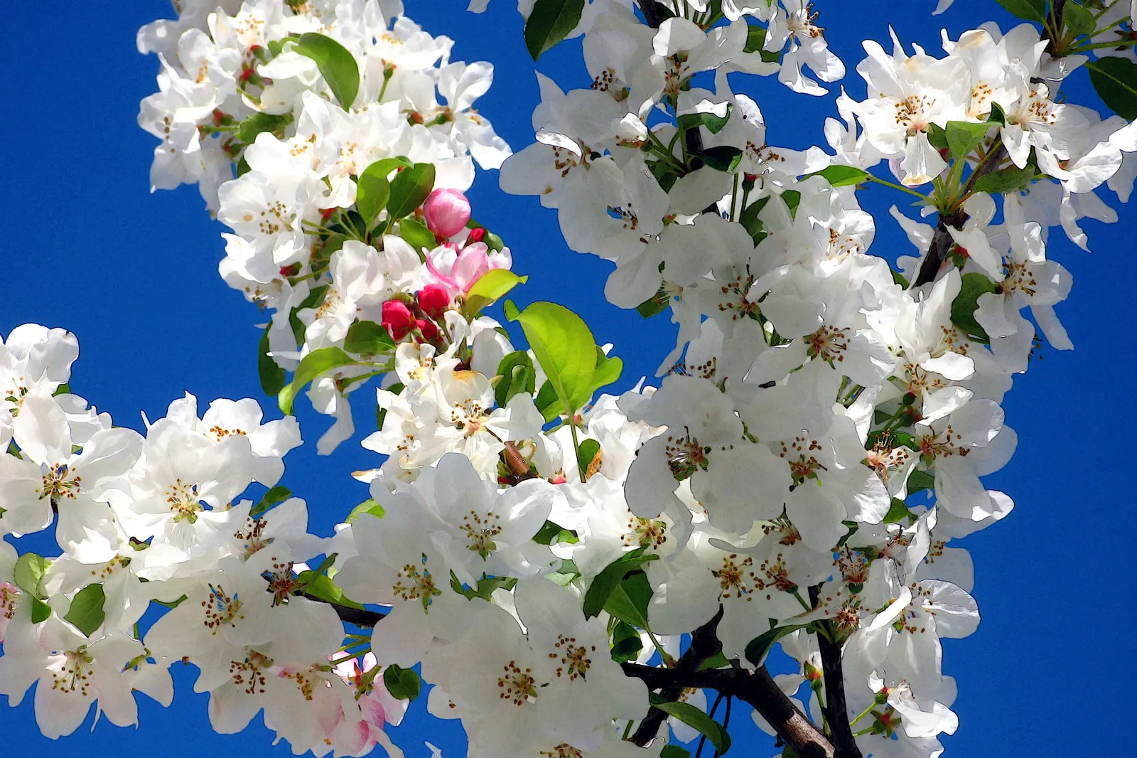 Callery Pear (Pyrus Calleryana) — This tree prefers full sun and adapts well to various soil types