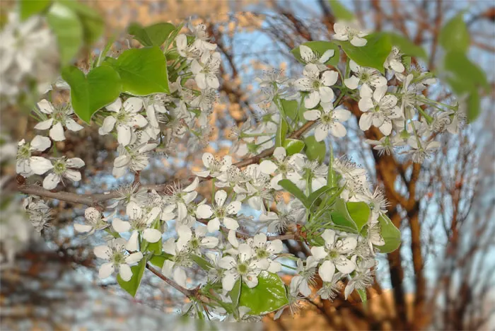 Callery Pear (Pyrus Calleryana) — However, it can be invasive with weak wood prone to breakage