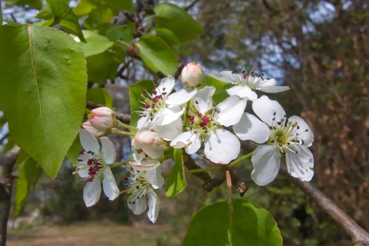 Callery Pear (Pyrus Calleryana) — each about 0.75 to 1 inch in diameter
