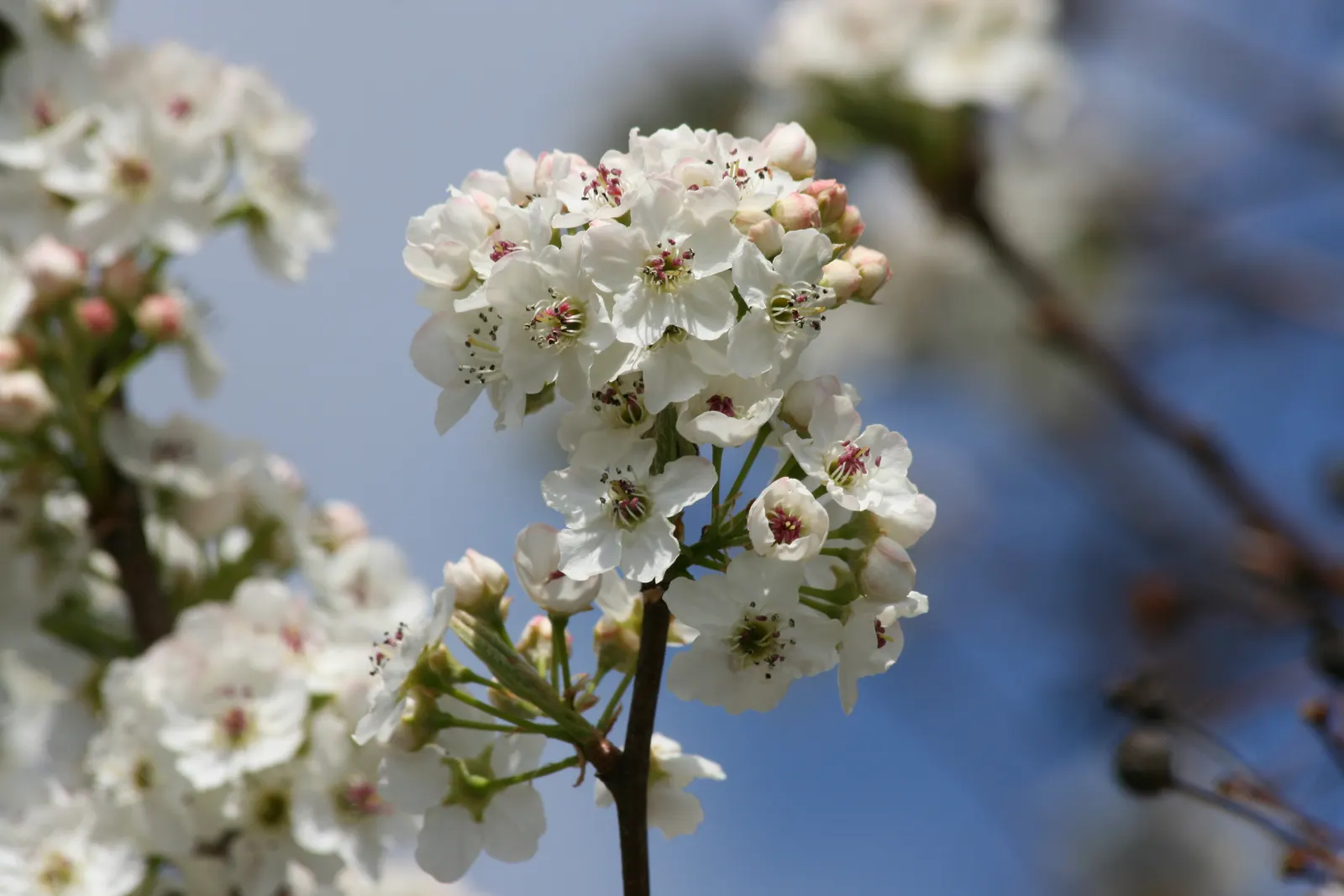 Callery Pear (Pyrus Calleryana) — tree with white blooms