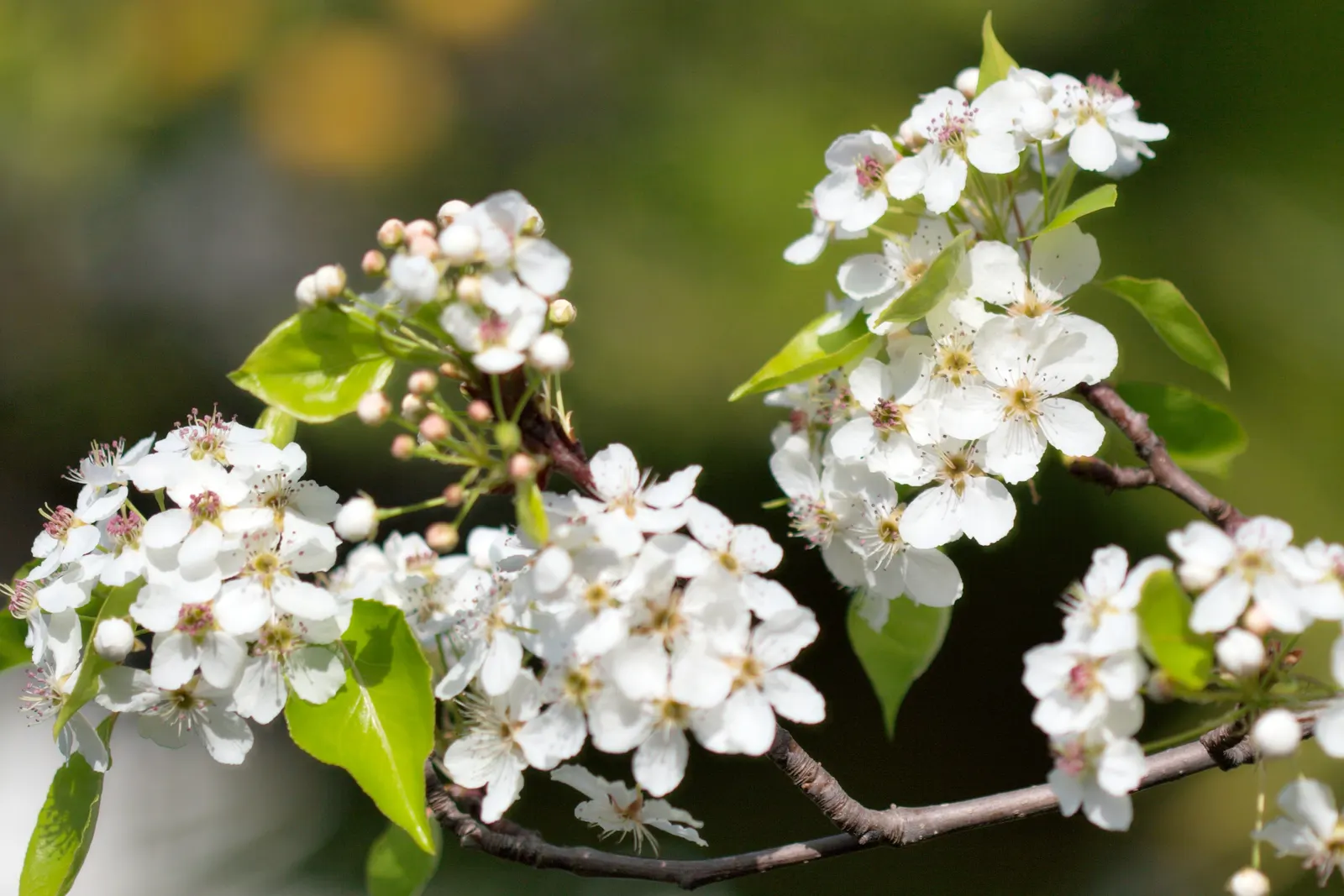 Callery Pear (Pyrus Calleryana) — the tree is adorned with clusters of dazzling white flowers