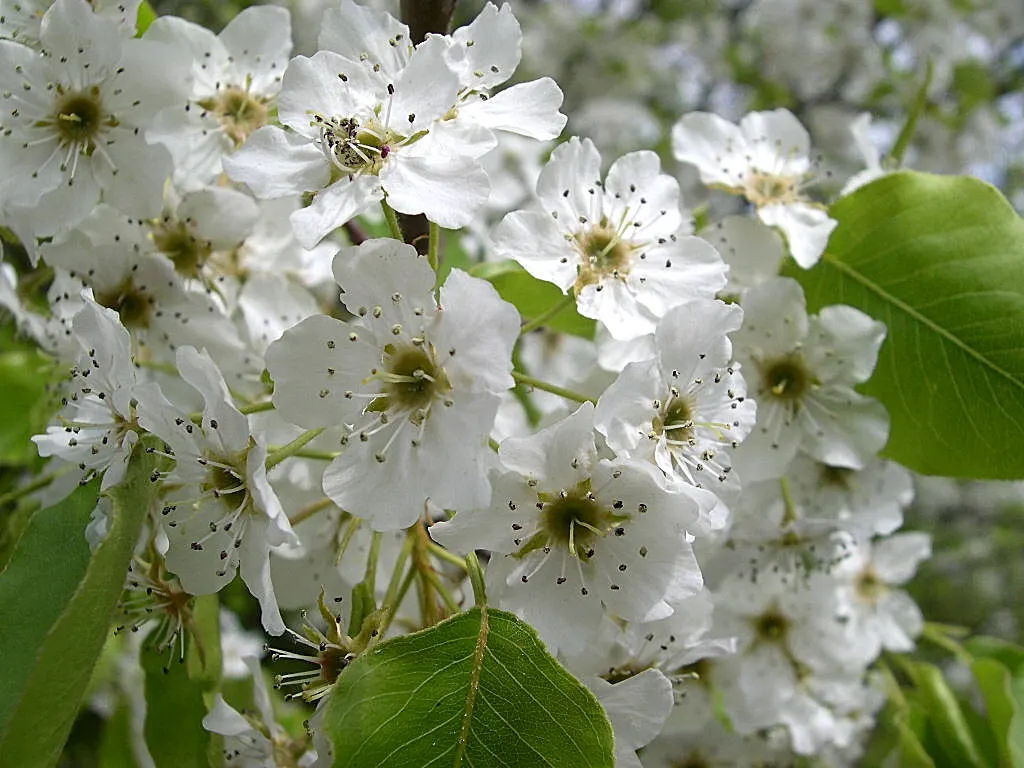 Callery Pear (Pyrus Calleryana) — With a typical height of 30 to 40 feet and a spread of about 20 to 30 feet at maturity