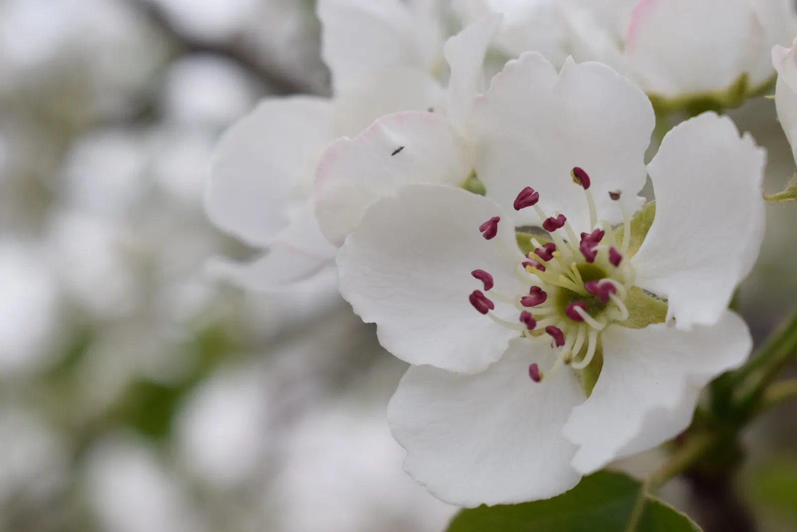 Callery Pear (Pyrus Calleryana) — white flowers in the garden