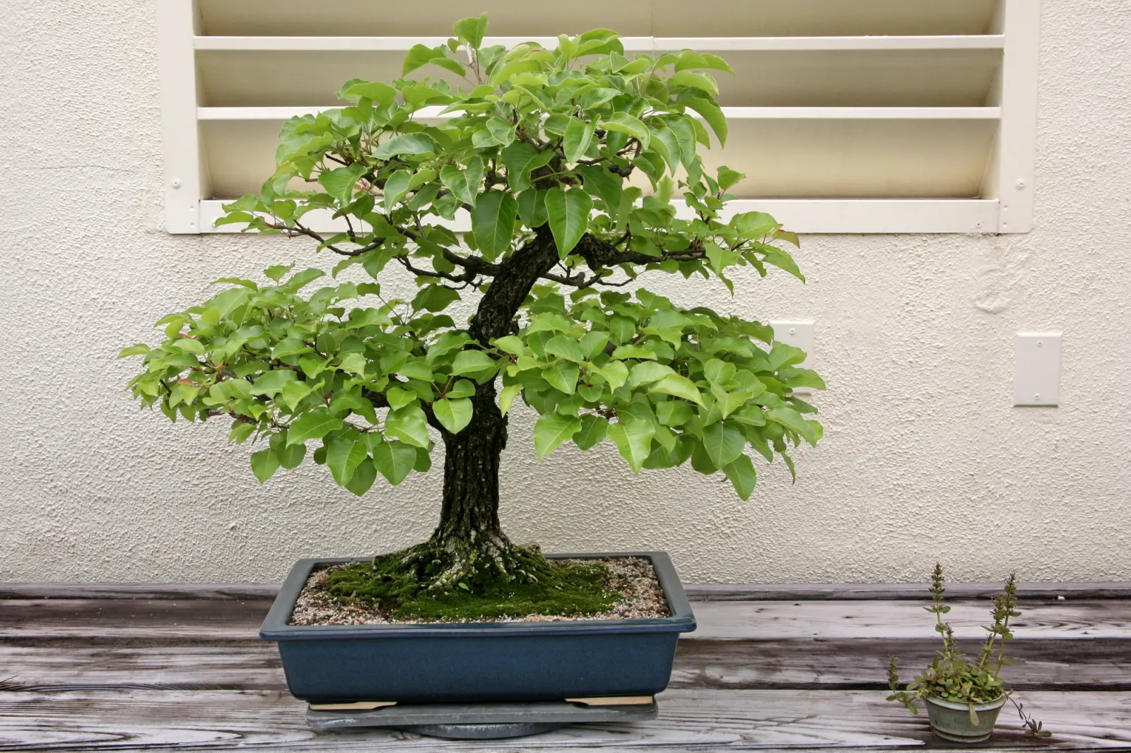 Callery Pear (Pyrus Calleryana) — is a deciduous tree renowned for its profuse spring blossoms and striking fall foliage
