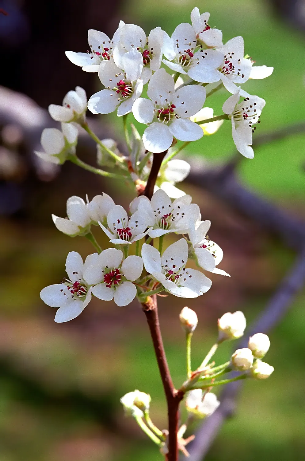 Callery Pear (Pyrus Calleryana) — Bear in mind that some cultivars have become invasive in certain regions