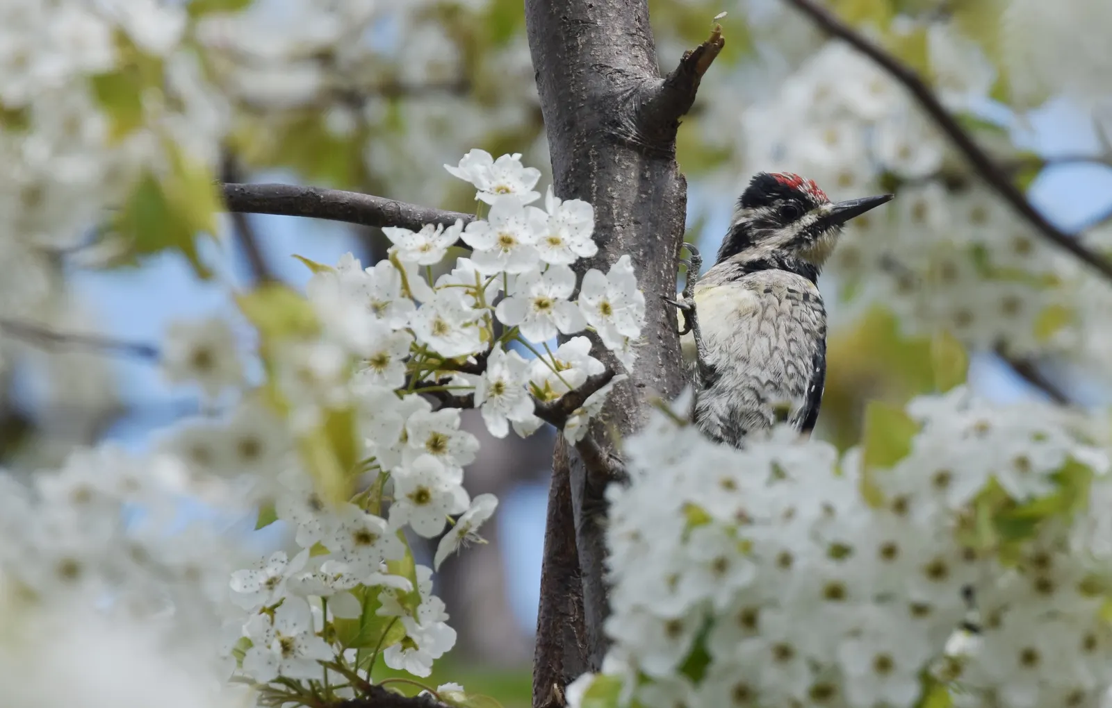 Callery Pear (Pyrus Calleryana) — making it suitable for street plantings and urban gardens
