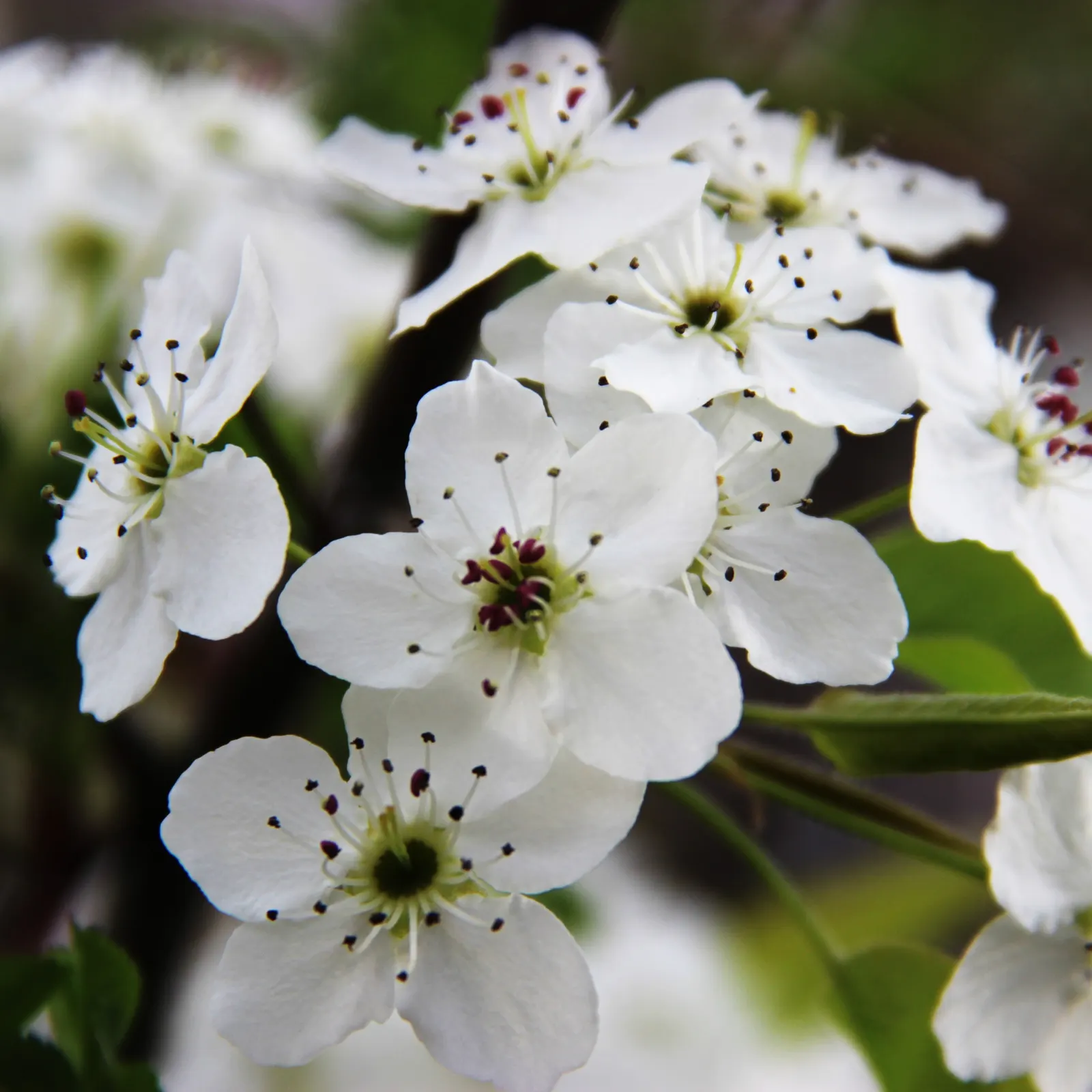 Callery Pear (Pyrus Calleryana) — The blooms are showy and create a stunning
