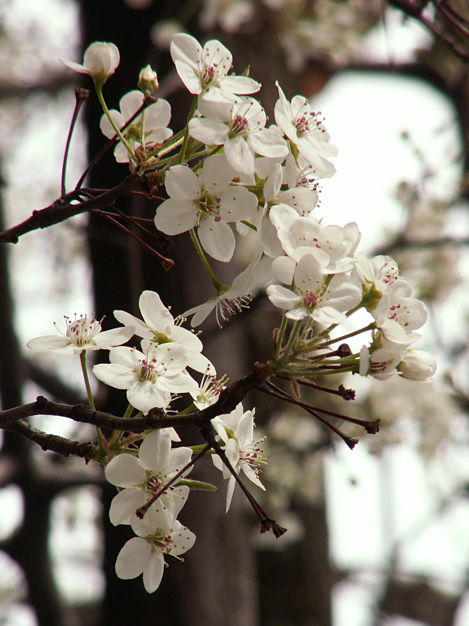 Callery Pear (Pyrus Calleryana) — floral display that is a definite highlight in any landscape design