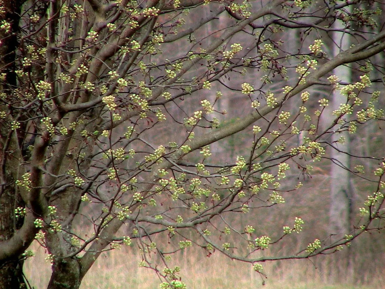 Callery Pear (Pyrus Calleryana) — adding about 1 to 2 feet per year.<br><br>The ovate leaves of the Callery Pear transition from a glossy