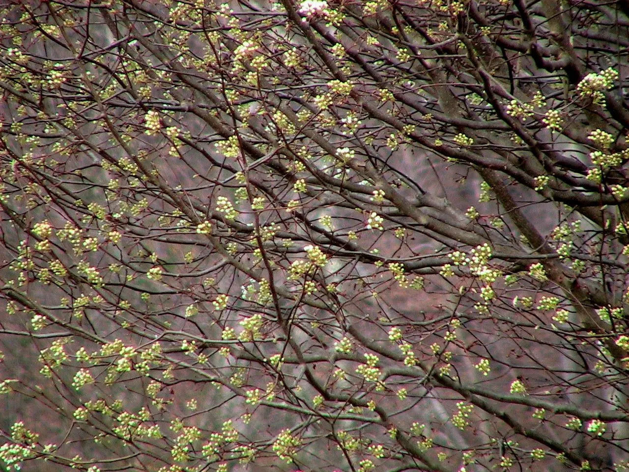 Callery Pear (Pyrus Calleryana) — This ornamental species grows up to 30-50 feet with a canopy spread of 20-35 feet