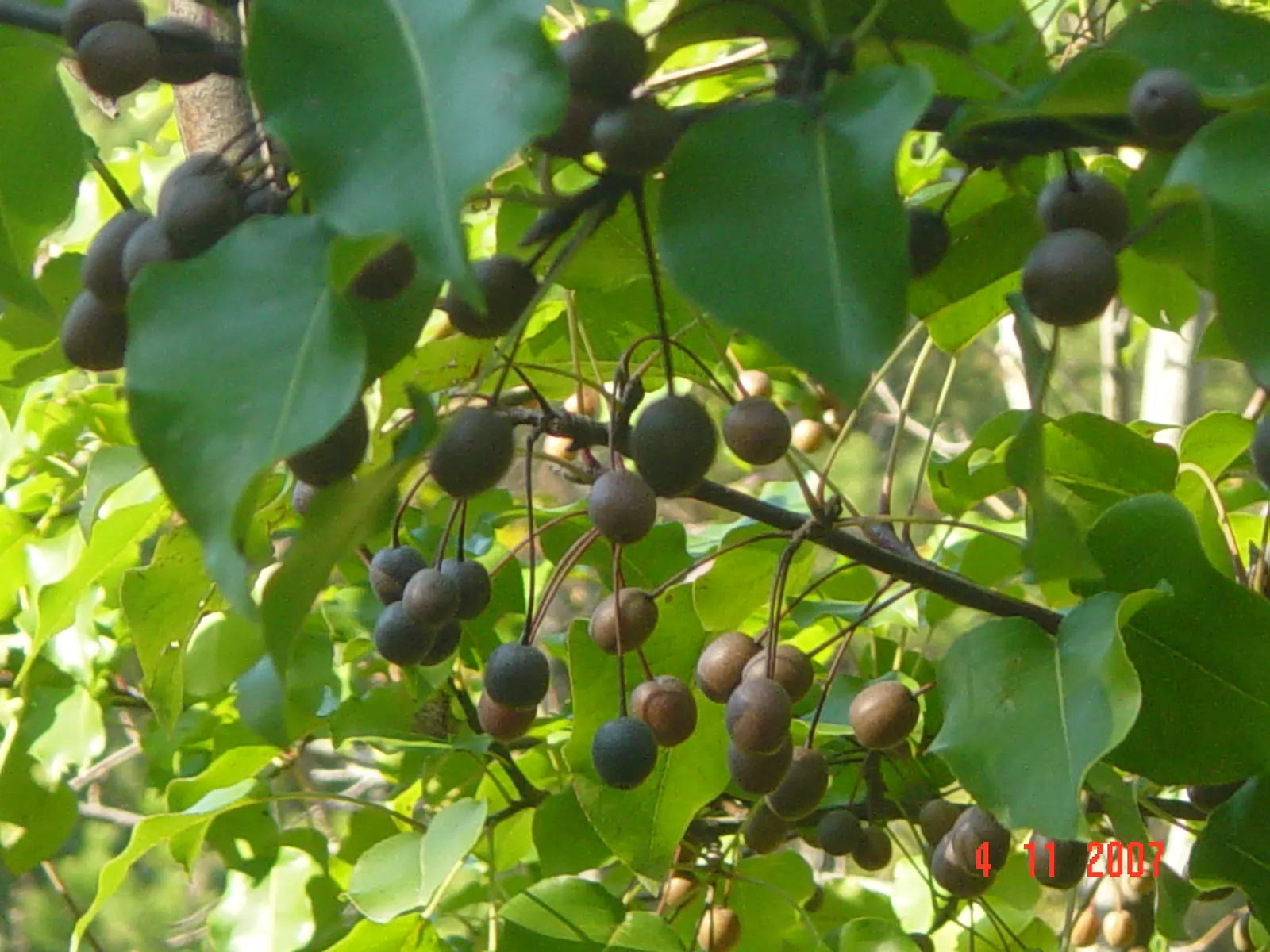 Callery Pear (Pyrus Calleryana) — less than half an inch in diameter