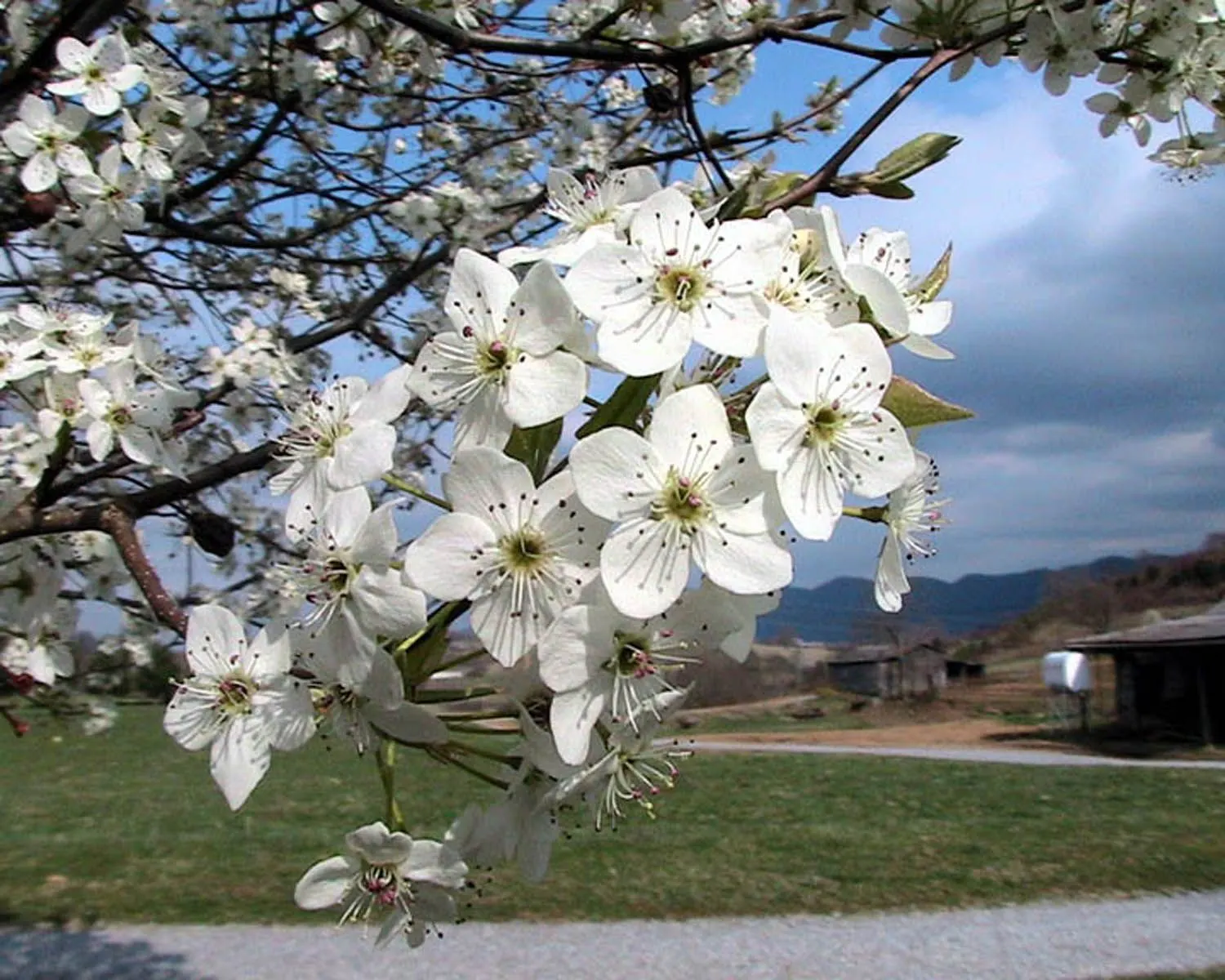 Callery Pear (Pyrus Calleryana) — leathery green in the summer to a vibrant array of reds