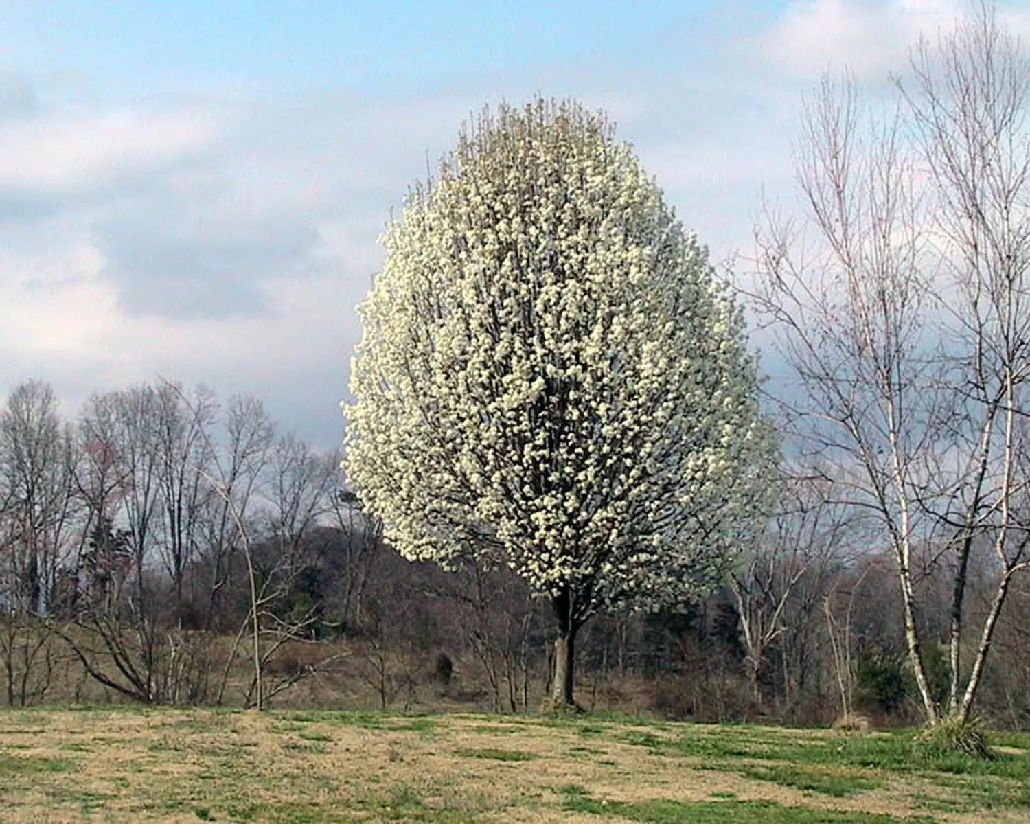 Callery Pear (Pyrus Calleryana) — commonly known as the Callery Pear
