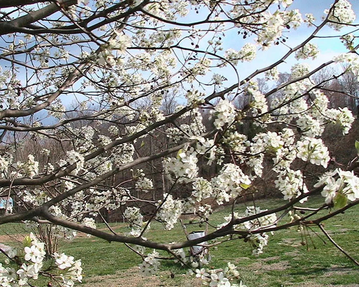 Callery Pear (Pyrus Calleryana) — is a deciduous tree prized for its profuse spring blooms and vibrant fall foliage
