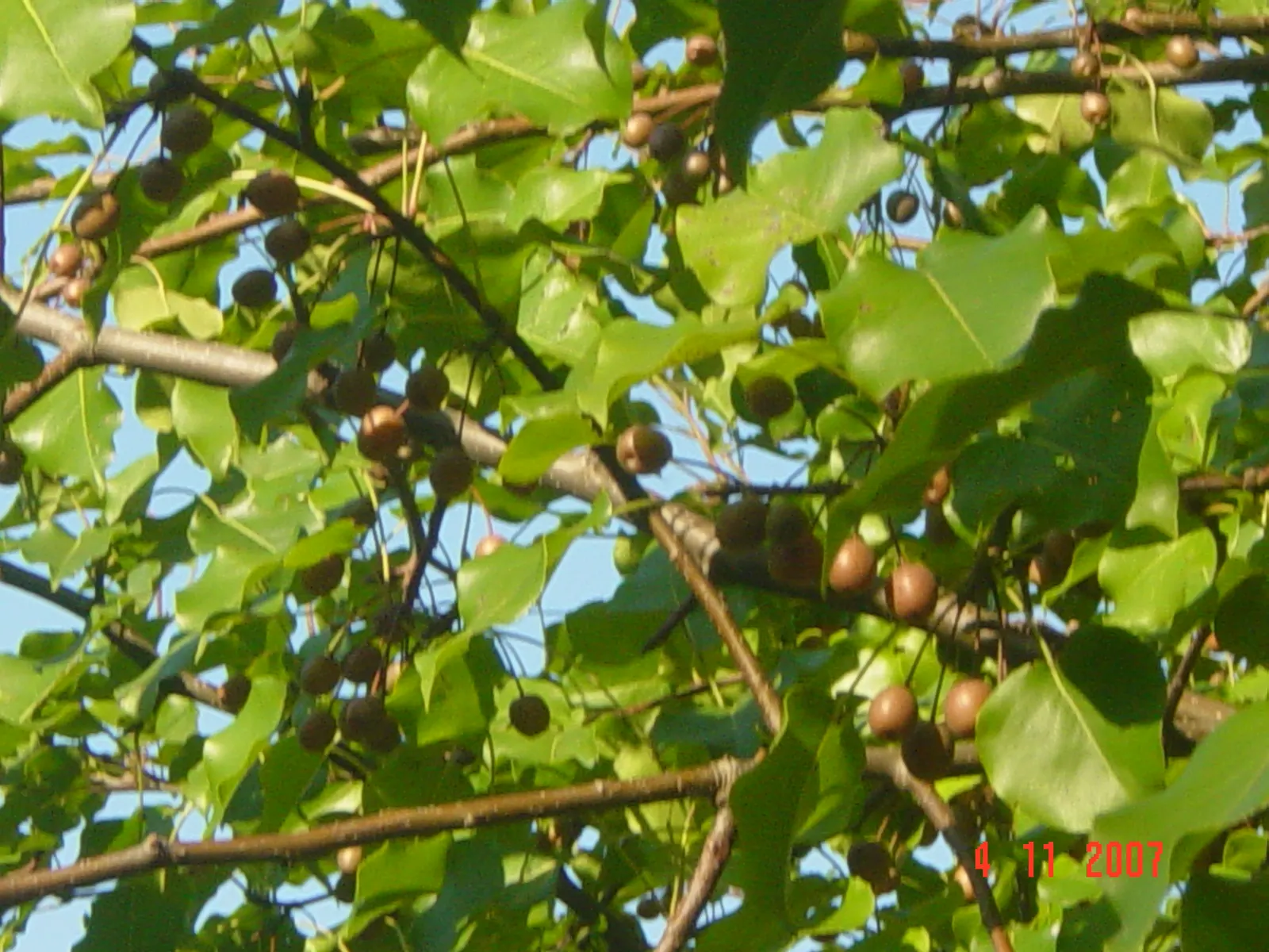Callery Pear (Pyrus Calleryana) — though it prefers well-drained