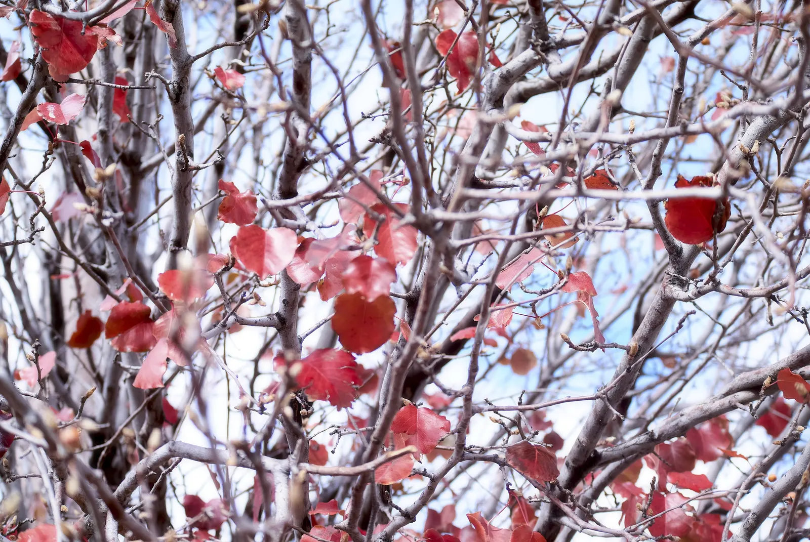Callery Pear (Pyrus Calleryana) — oval leaves and showy white flowers