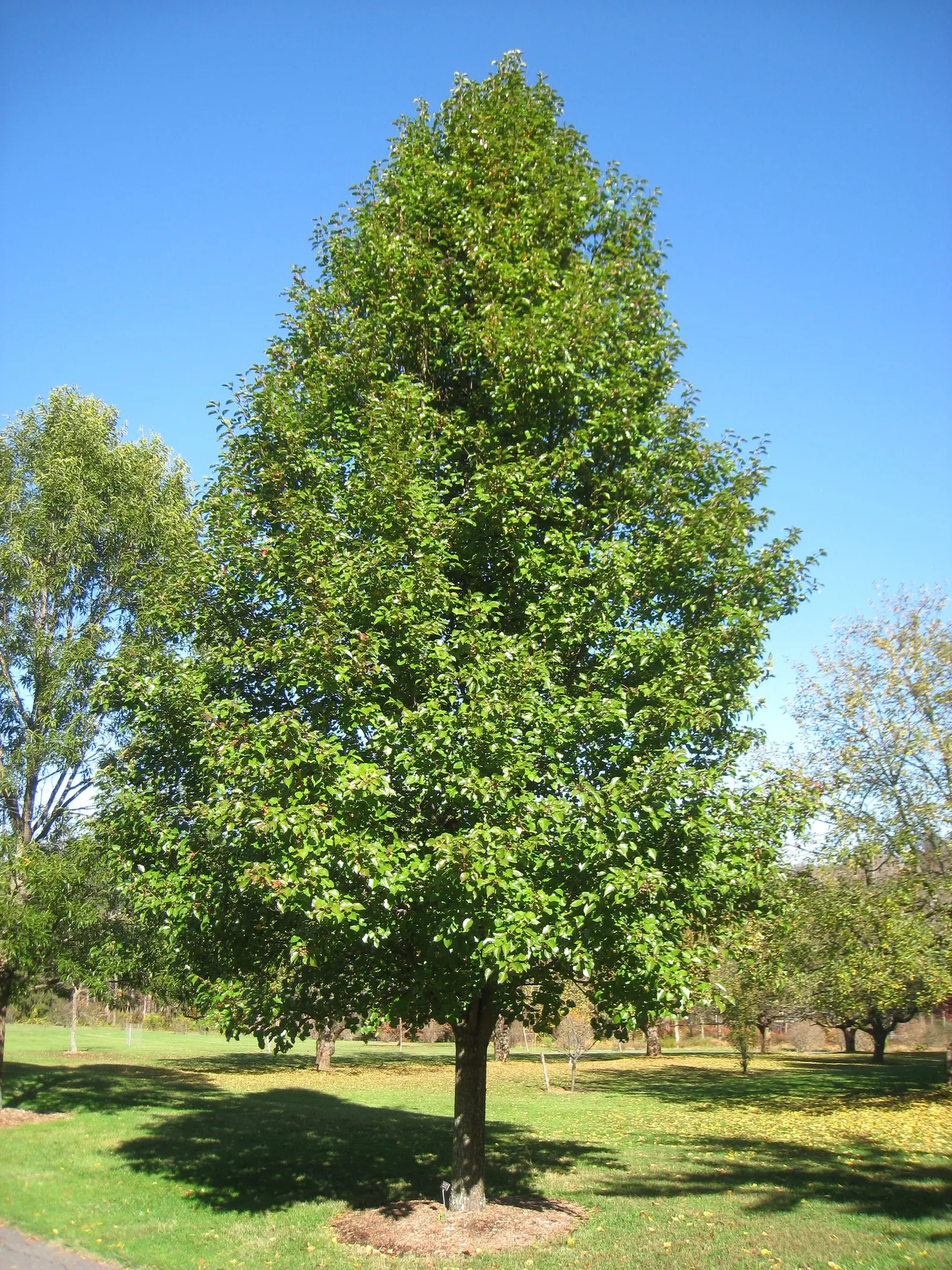 Callery Pear (Pyrus Calleryana) — It thrives in full sun to partial shade and is tolerant of urban conditions