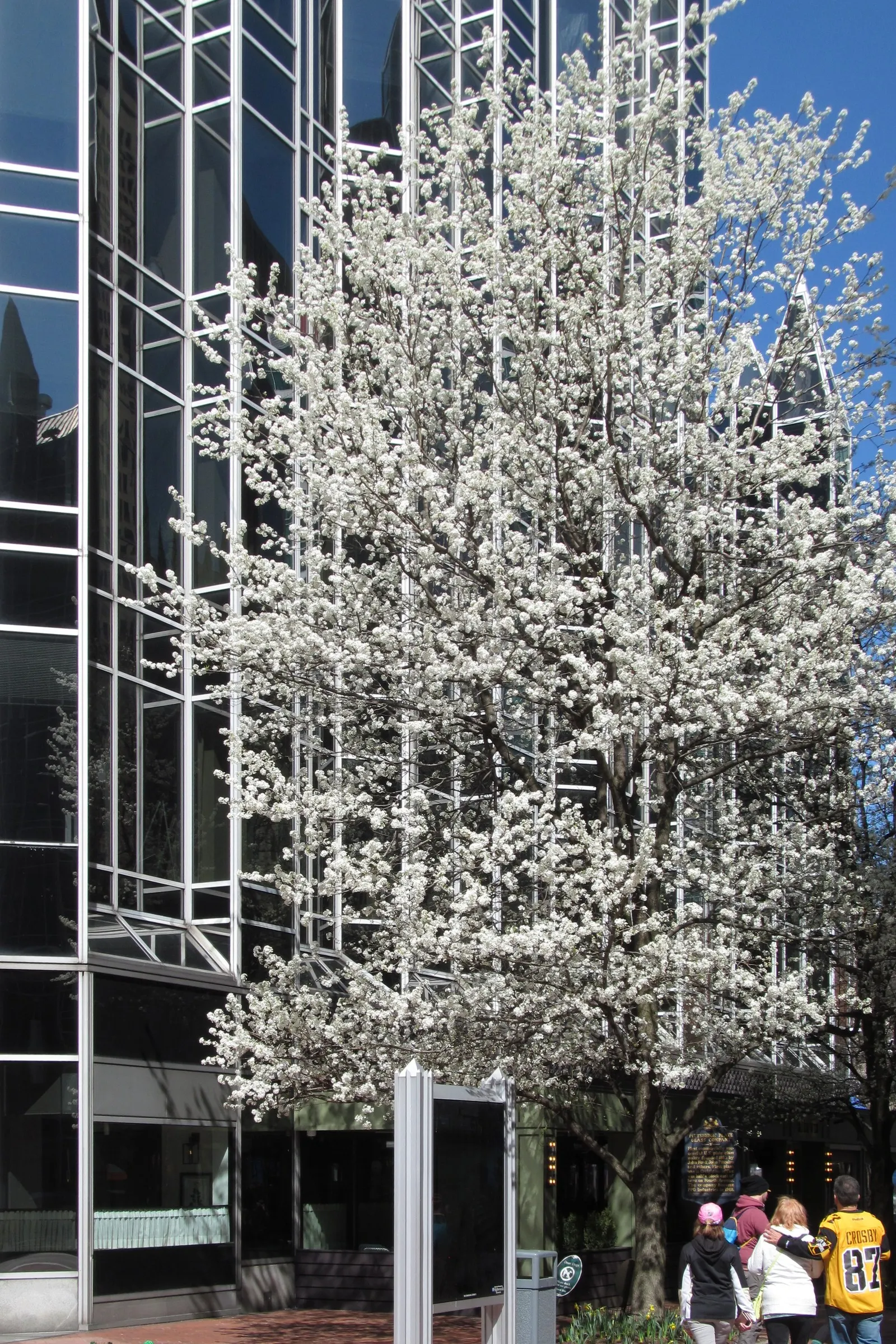 Callery Pear (Pyrus Calleryana) — this tree is known for its fast growth rate