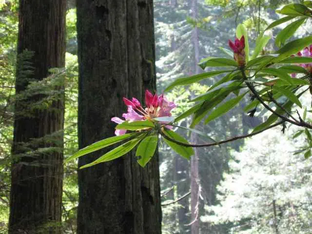 Pacific Rhododendron (Rhododendron Macrophyllum) — mature specimens can reach heights between 6 to 12 feet with a similar spread; the blossoms are typically a