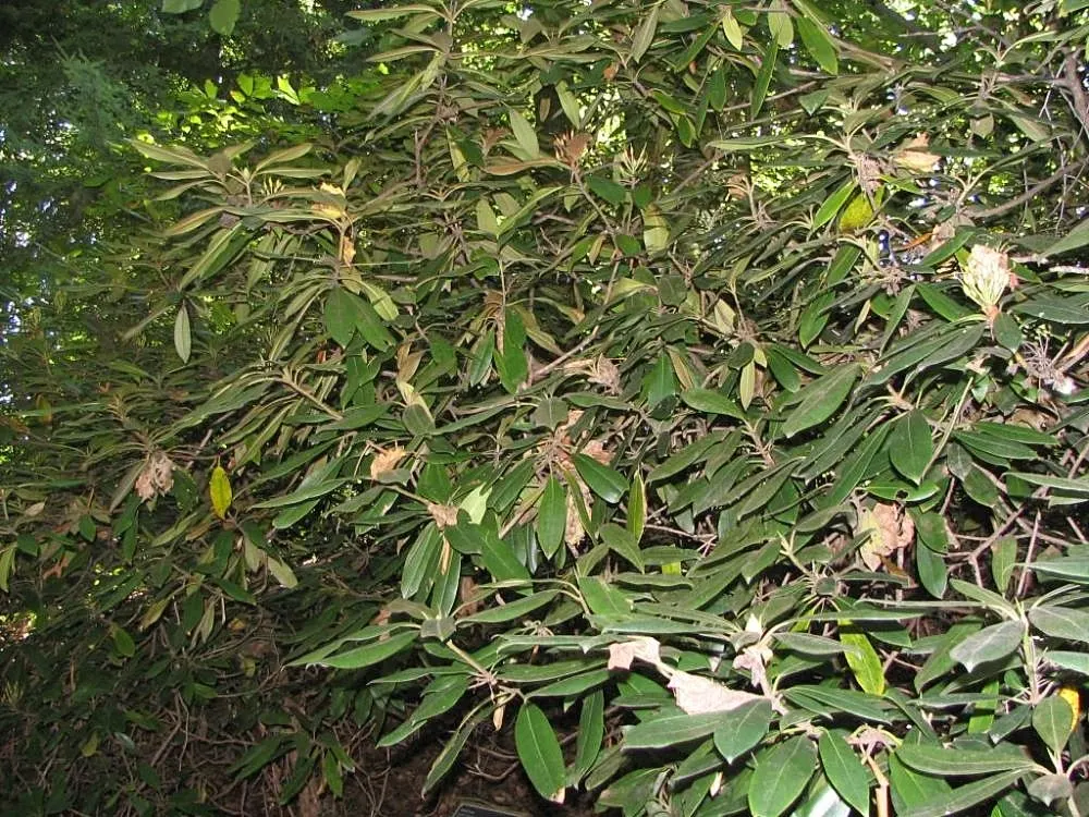 Pacific Rhododendron (Rhododendron Macrophyllum) — it's an ideal choice for woodland gardens in zones 7 to 9; its purple-pink flowers add stunning, image 63