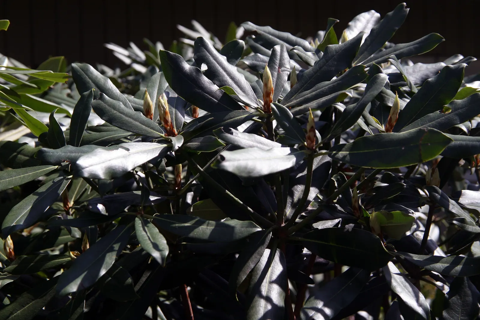 Pacific Rhododendron (Rhododendron Macrophyllum) — appealing to those desiring a landscape that's both captivating and enduring; it's an ideal choice for