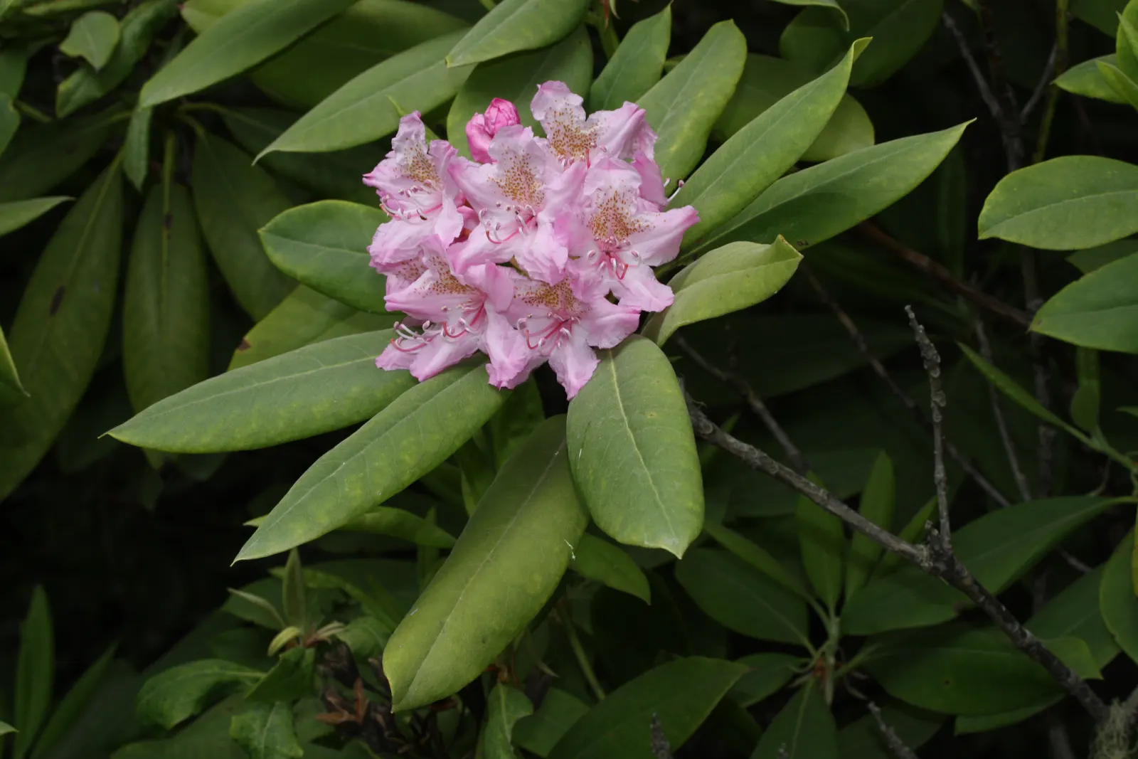 Pacific Rhododendron (Rhododendron Macrophyllum) — dark green leaves that can grow up to 9 inches long