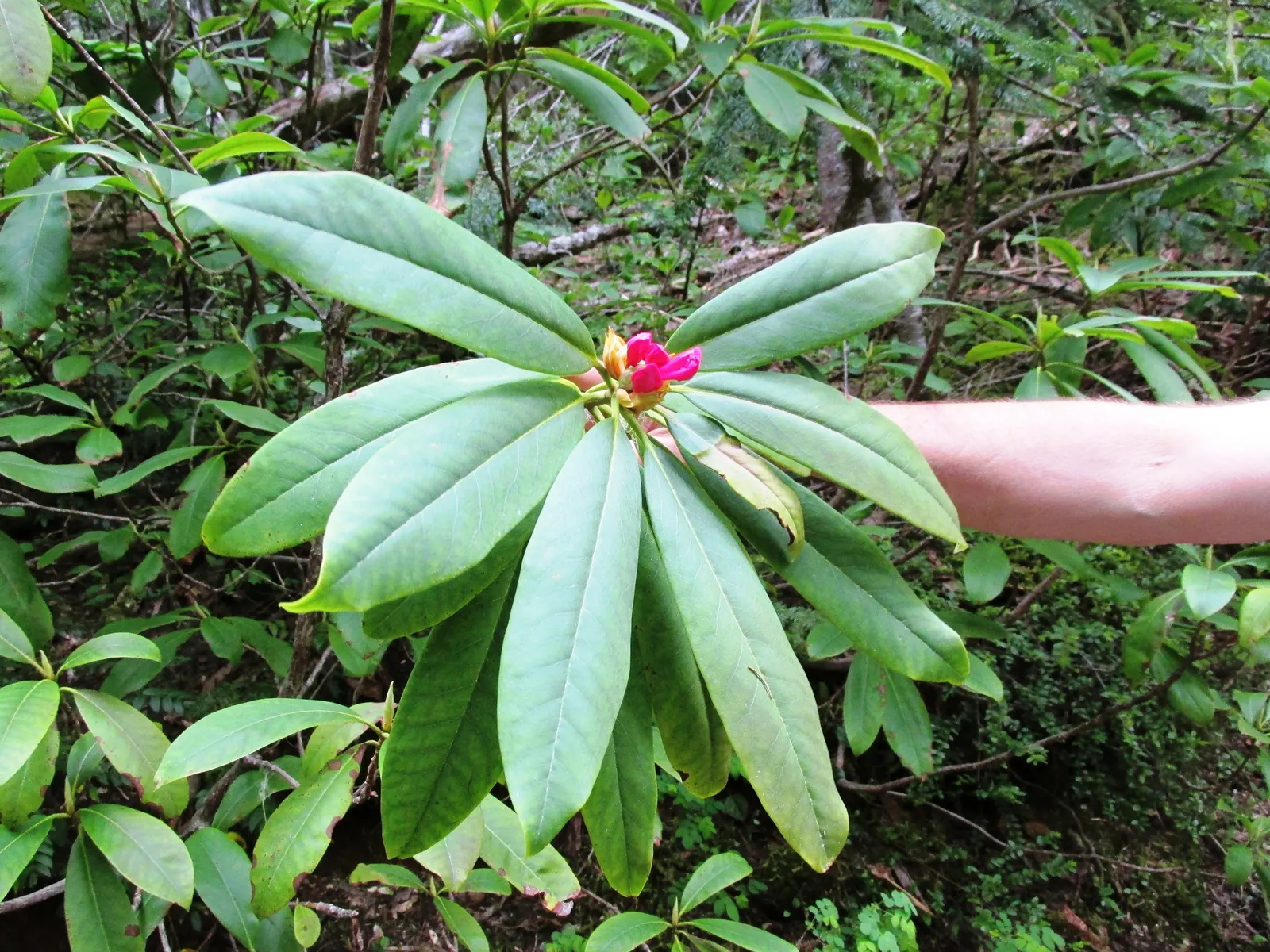 Pacific Rhododendron (Rhododendron Macrophyllum) — Preferential to well-drained; which benefits from a generous layer of organic mulch to retain moisture and