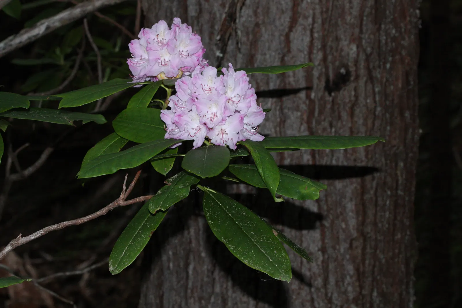 Pacific Rhododendron (Rhododendron Macrophyllum) — appealing to those desiring a landscape that's both captivating and enduring