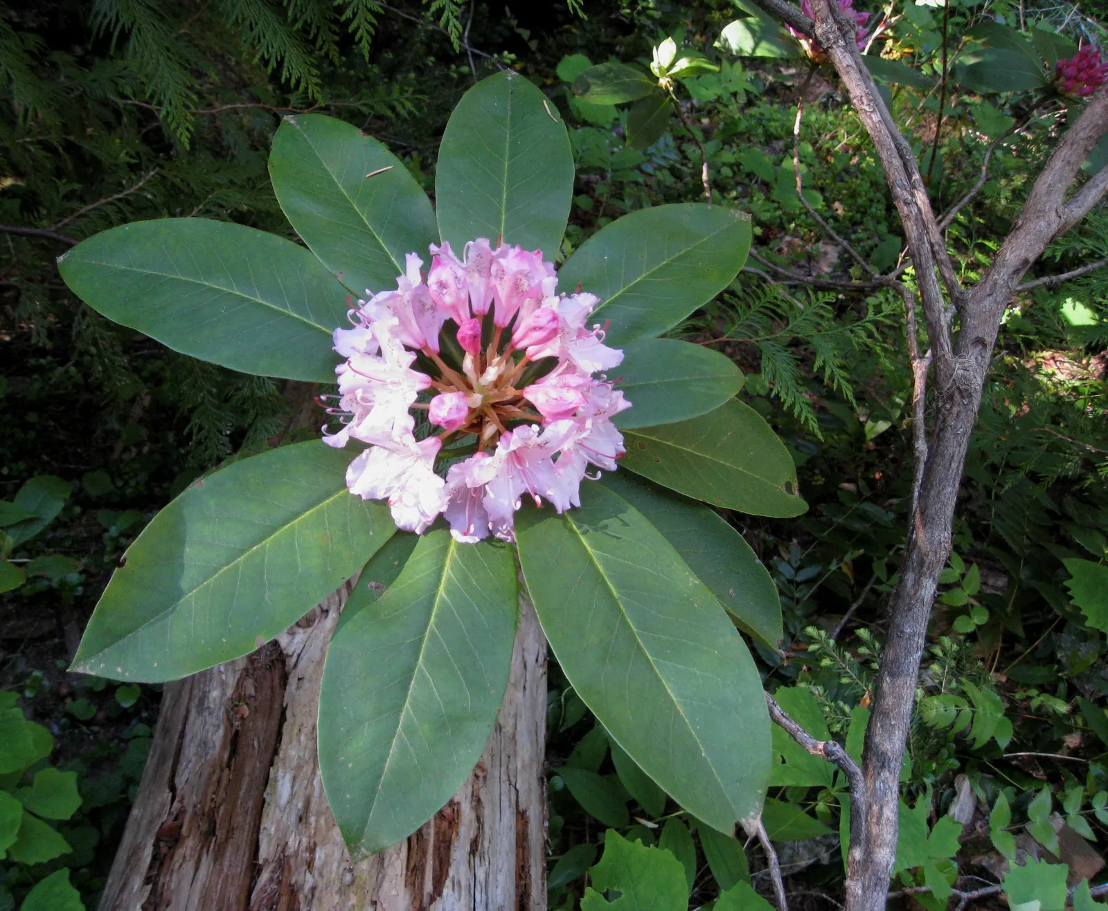 Pacific Rhododendron (Rhododendron Macrophyllum) — enhancing landscapes with its lush; known for its vibrant springtime blossoms, it encapsulates the essence