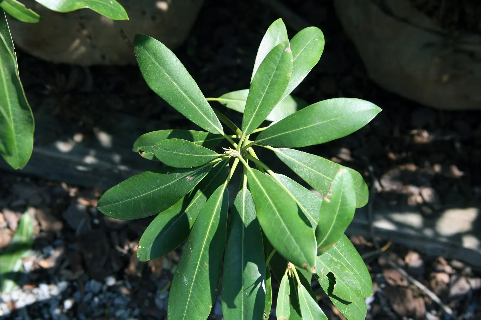 Pacific Rhododendron (Rhododendron Macrophyllum) — Preferential to well-drained; which benefits from a generous layer of organic mulch to retain, image 62