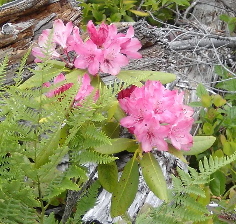 Pacific Rhododendron (Rhododendron Macrophyllum) — Typically reaching 2 to 9 feet tall and 3 to 9 feet wide