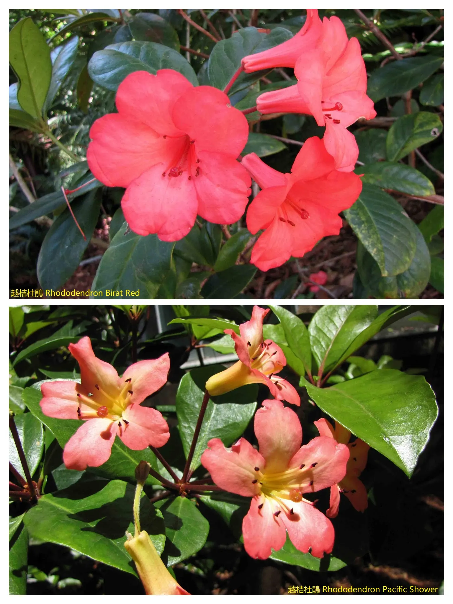 Pacific Rhododendron (Rhododendron Macrophyllum) — its purple-pink flowers add stunning color contrasts to shaded areas; one can occasionally encounter shades